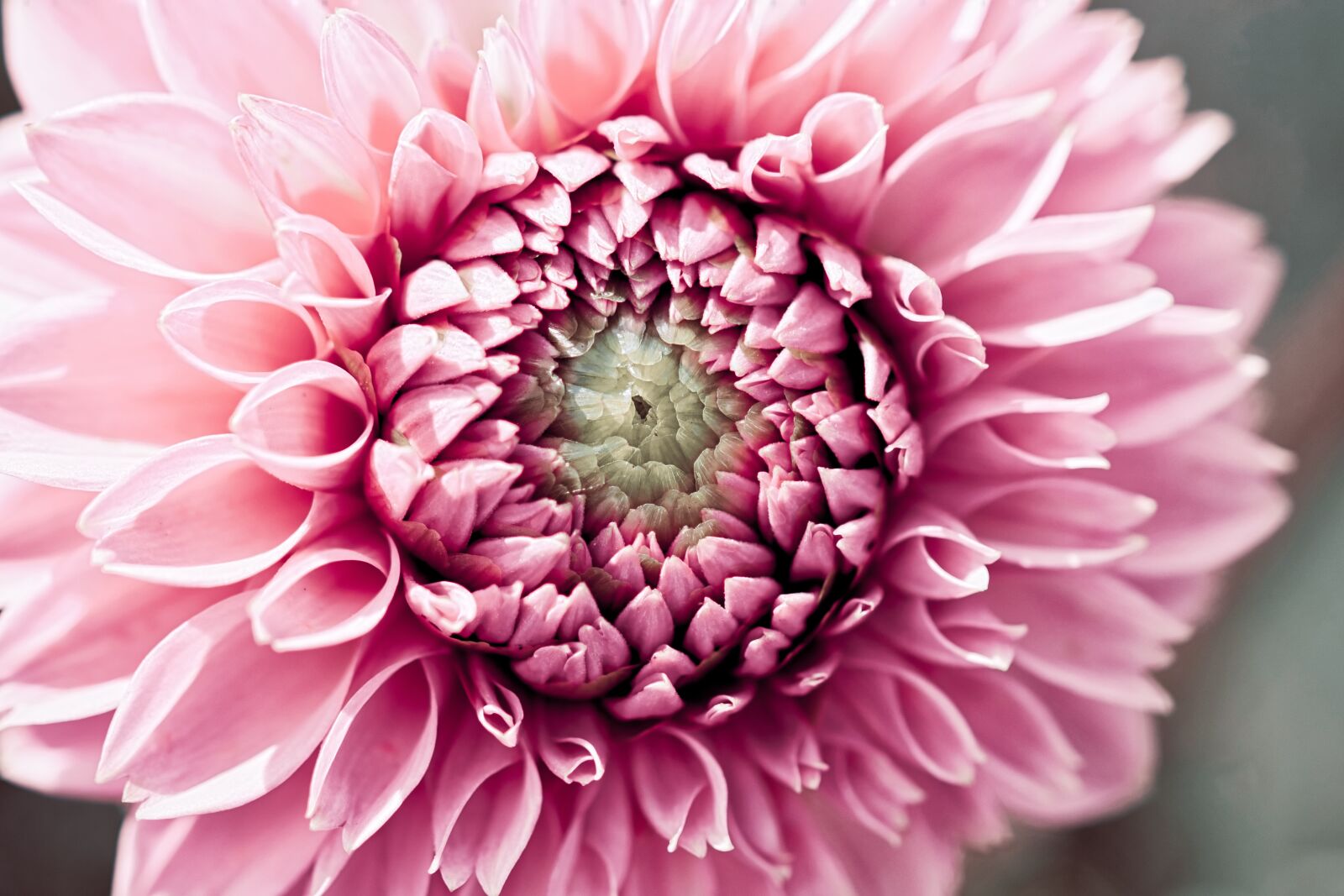 Canon EOS 200D (EOS Rebel SL2 / EOS Kiss X9) sample photo. Dahlia, pink, nature photography