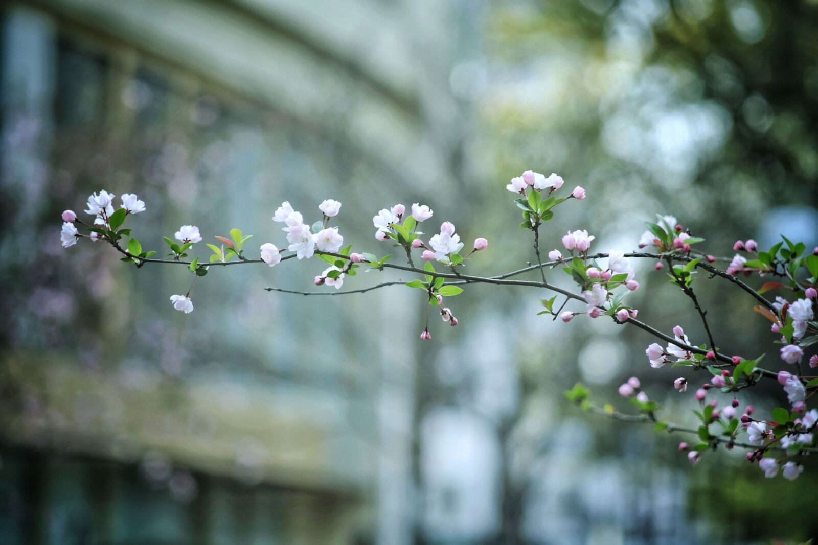 Canon EOS 6D sample photo. Begonia flower, branch, background photography