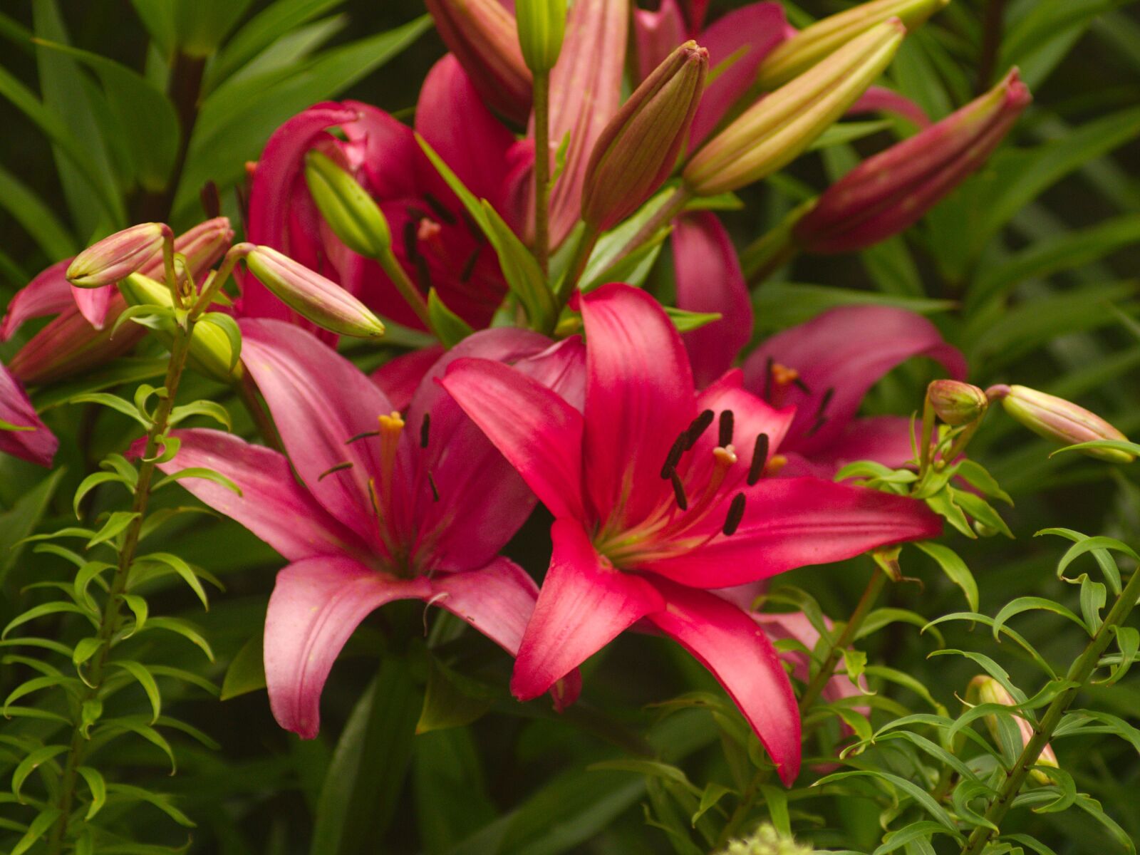 Pentax K-x sample photo. Lily, pink, flower photography