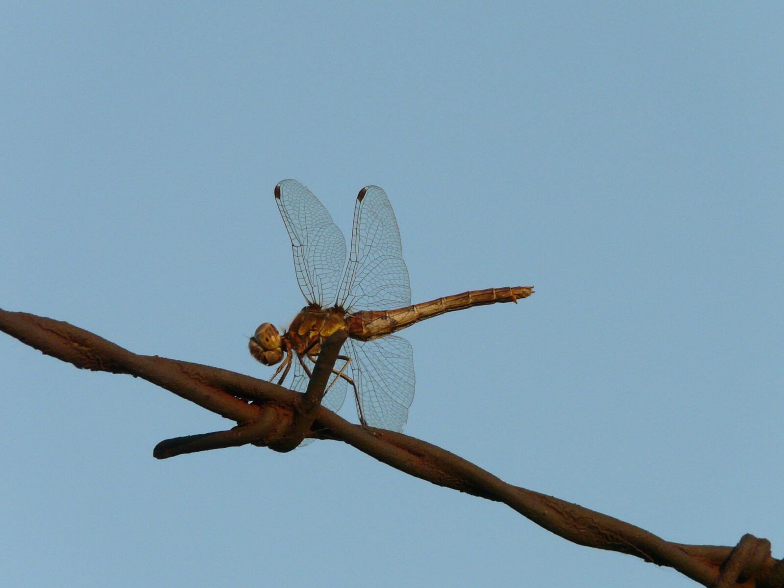 Panasonic DMC-FZ18 sample photo. Dragonfly, nature, insect photography
