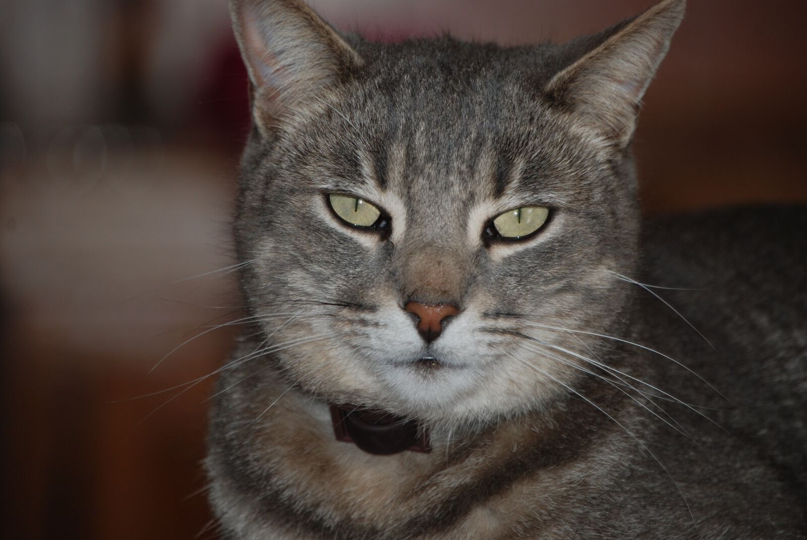 Nikon D80 sample photo. Animals, cat, look photography