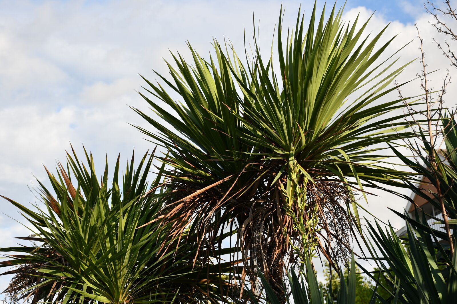 Nikon D7500 sample photo. Palma, tree, nature photography
