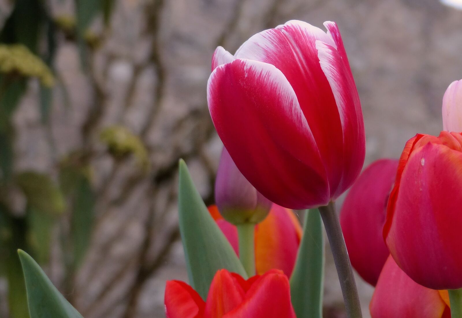 Panasonic Lumix DMC-FZ200 sample photo. Tulip, nature, flower photography