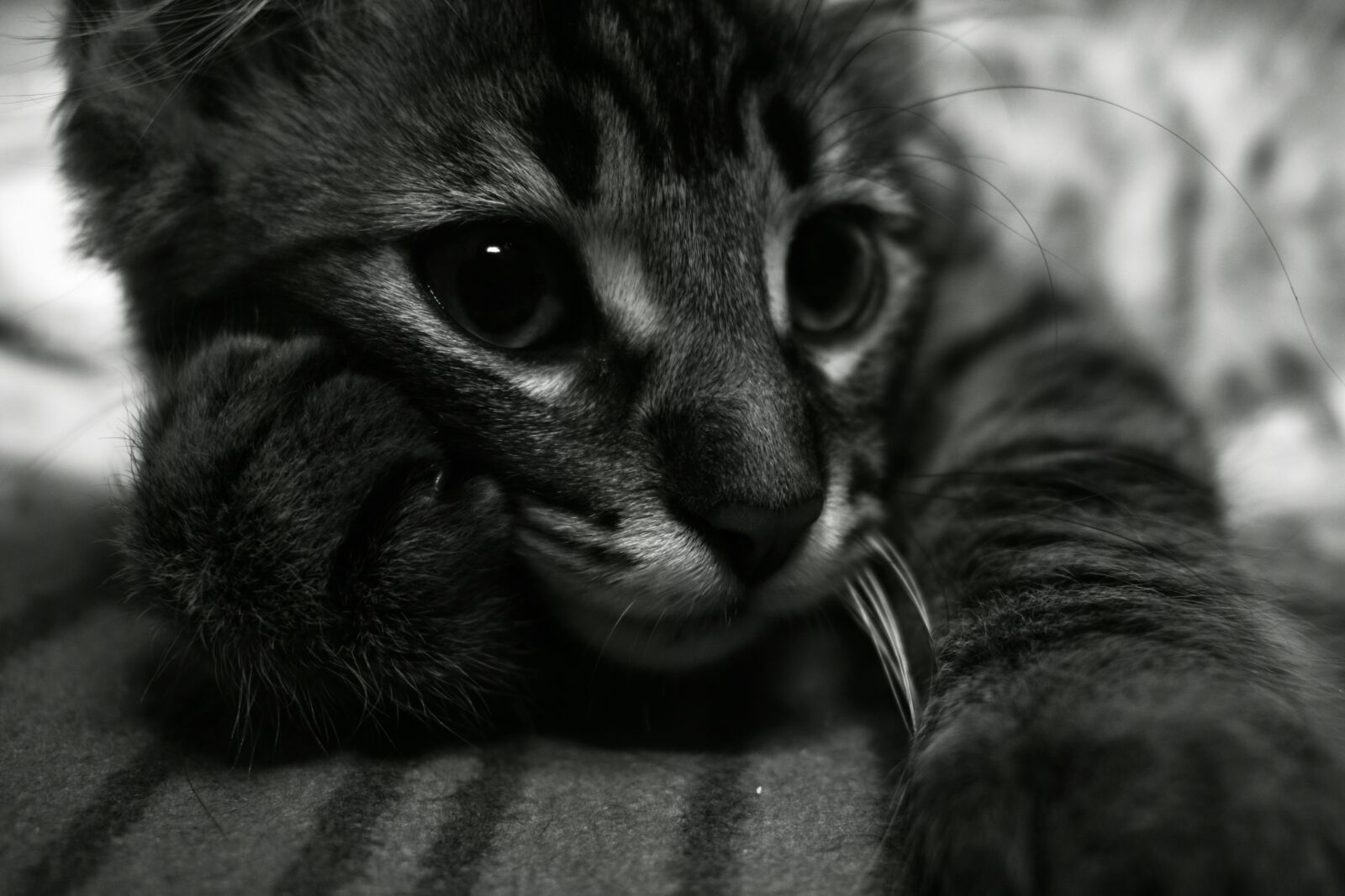 Nikon D3400 sample photo. Kitten, thoughtful, expression photography