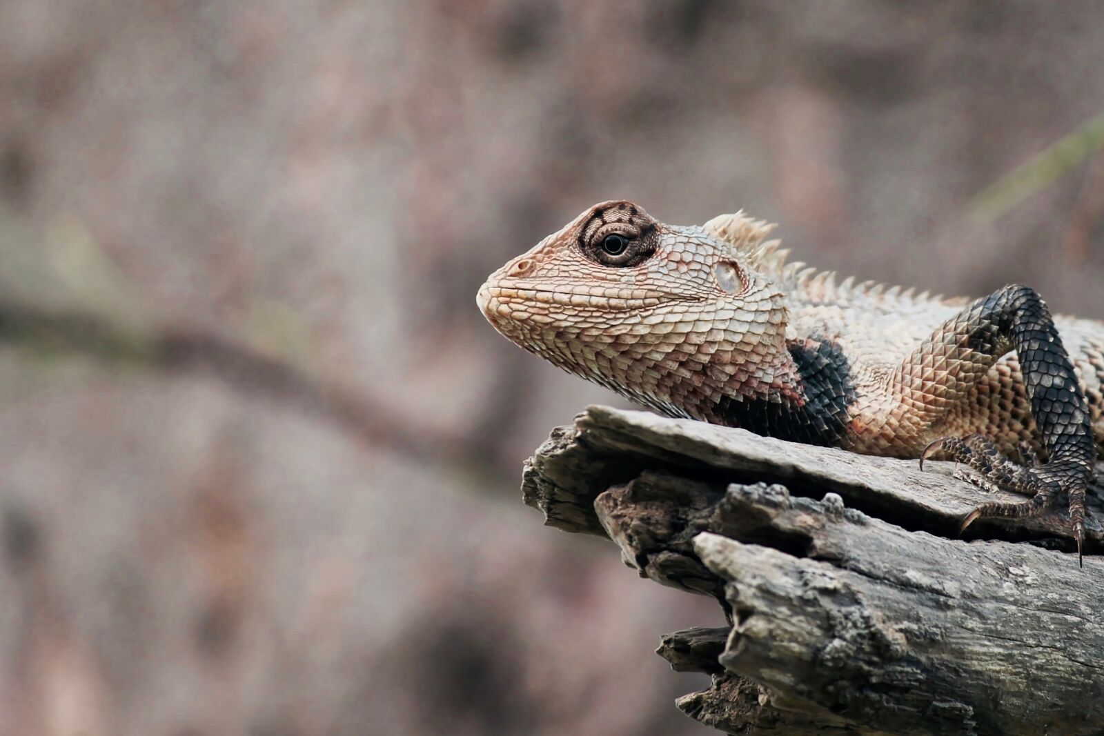 Canon EF-S 55-250mm F4-5.6 IS II sample photo. Animal, close-up, lizard photography