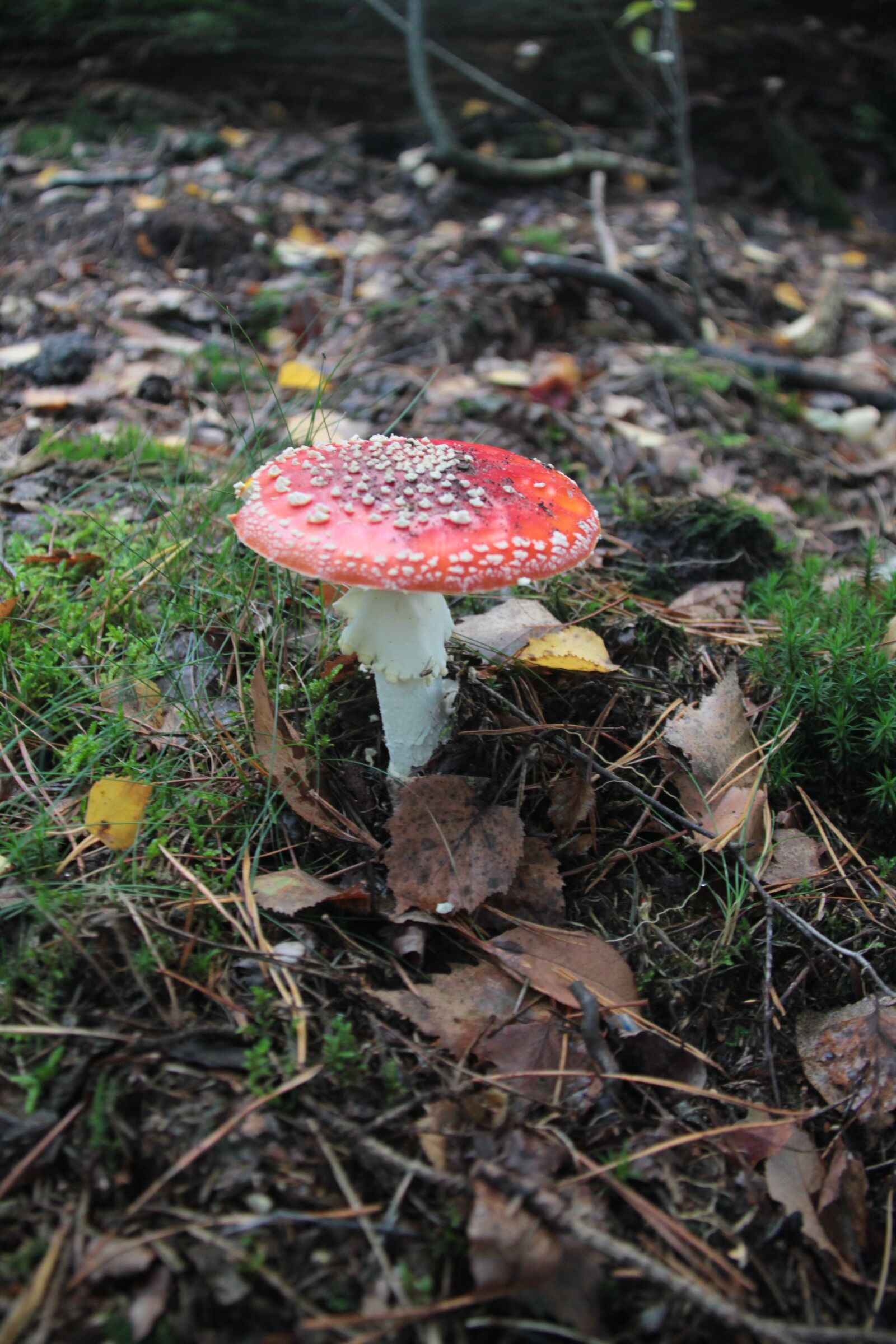 Canon EOS 550D (EOS Rebel T2i / EOS Kiss X4) sample photo. Autumn, agaricales, mushroom photography