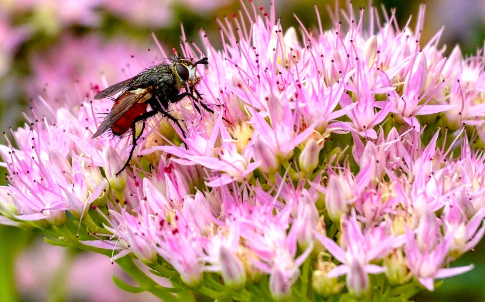 Nikon D7000 sample photo. Fly, alaus, stonecrop photography