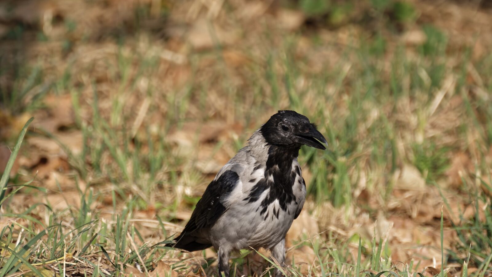 Nikon D5300 sample photo. Bird, crow, nature photography
