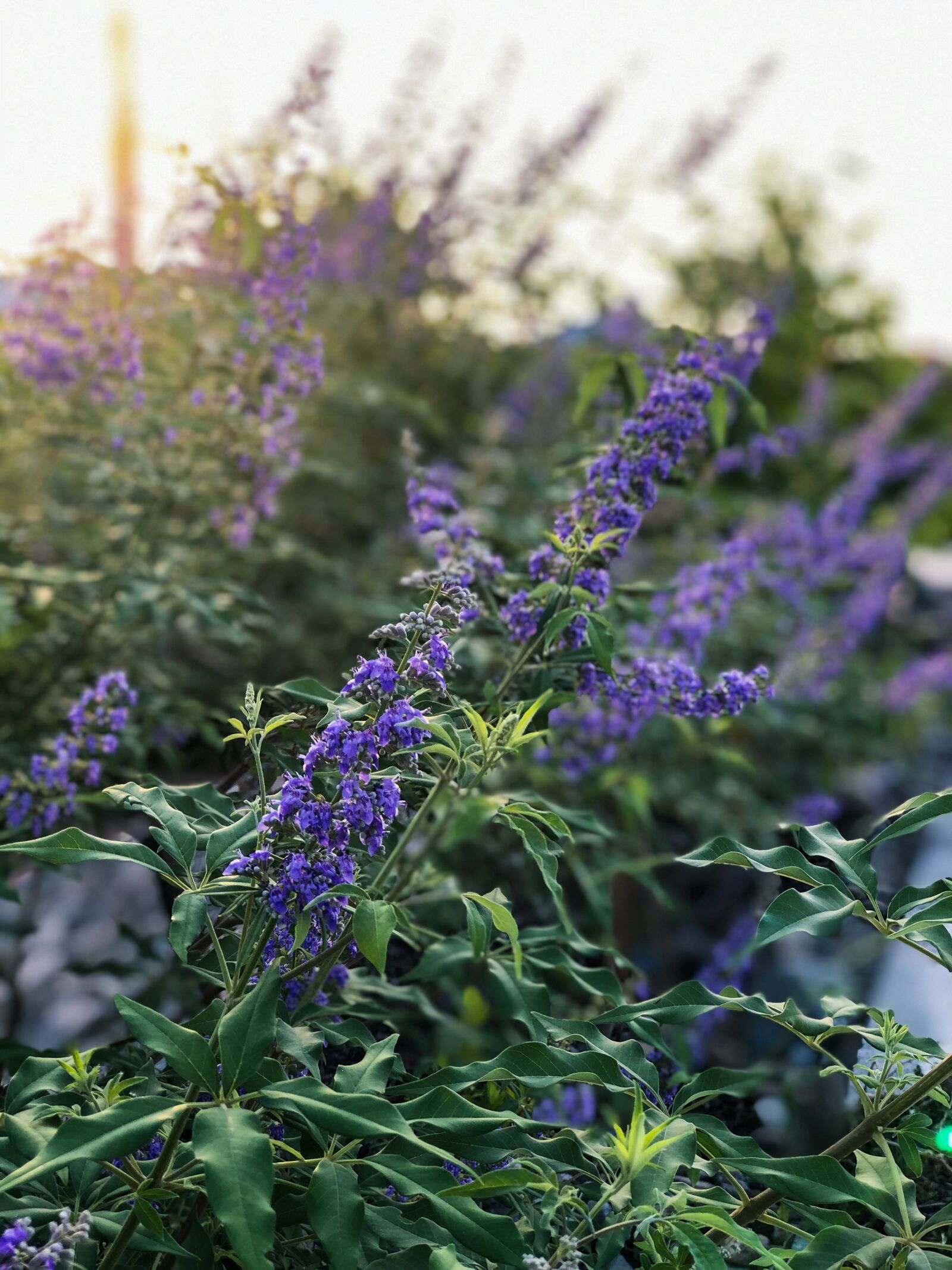 iPhone 8 Plus back dual camera 6.6mm f/2.8 sample photo. Natures, beautiful, earth photography