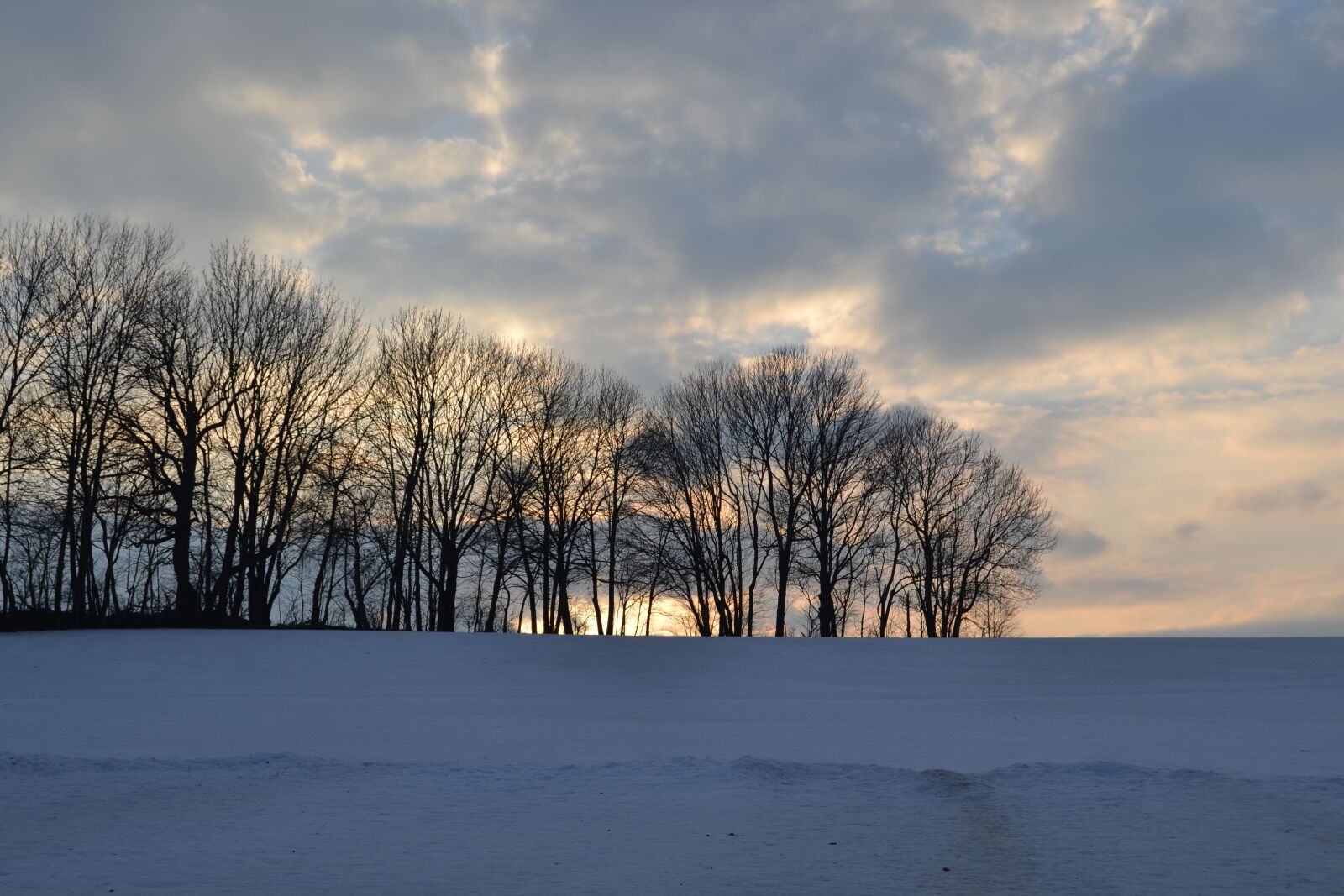 Nikon D3100 sample photo. Tree, snow, trees photography