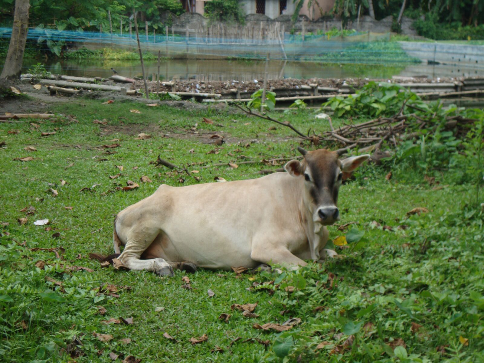 Sony Cyber-shot DSC-W220 sample photo. Cow, village, cattle photography
