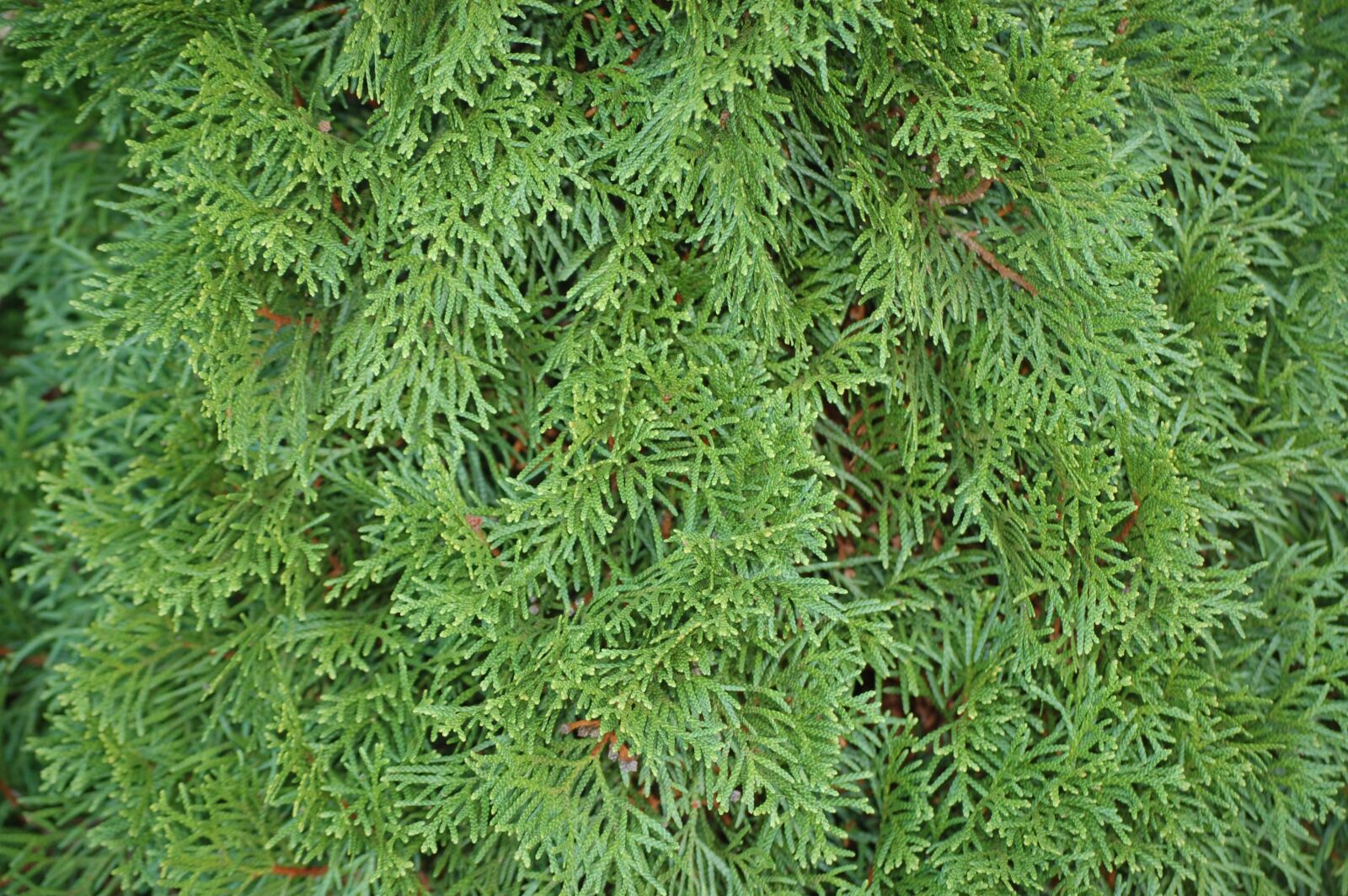 Nikon D40 sample photo. Hedge, scrub, green photography