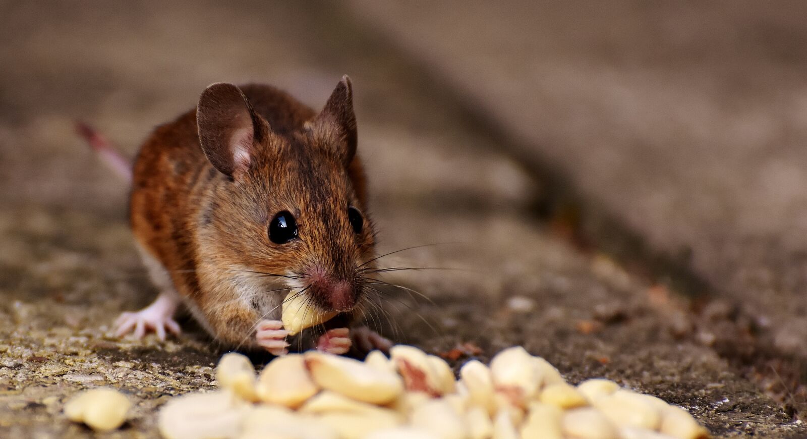Nikon D7200 sample photo. Wood mouse, rodent, nager photography