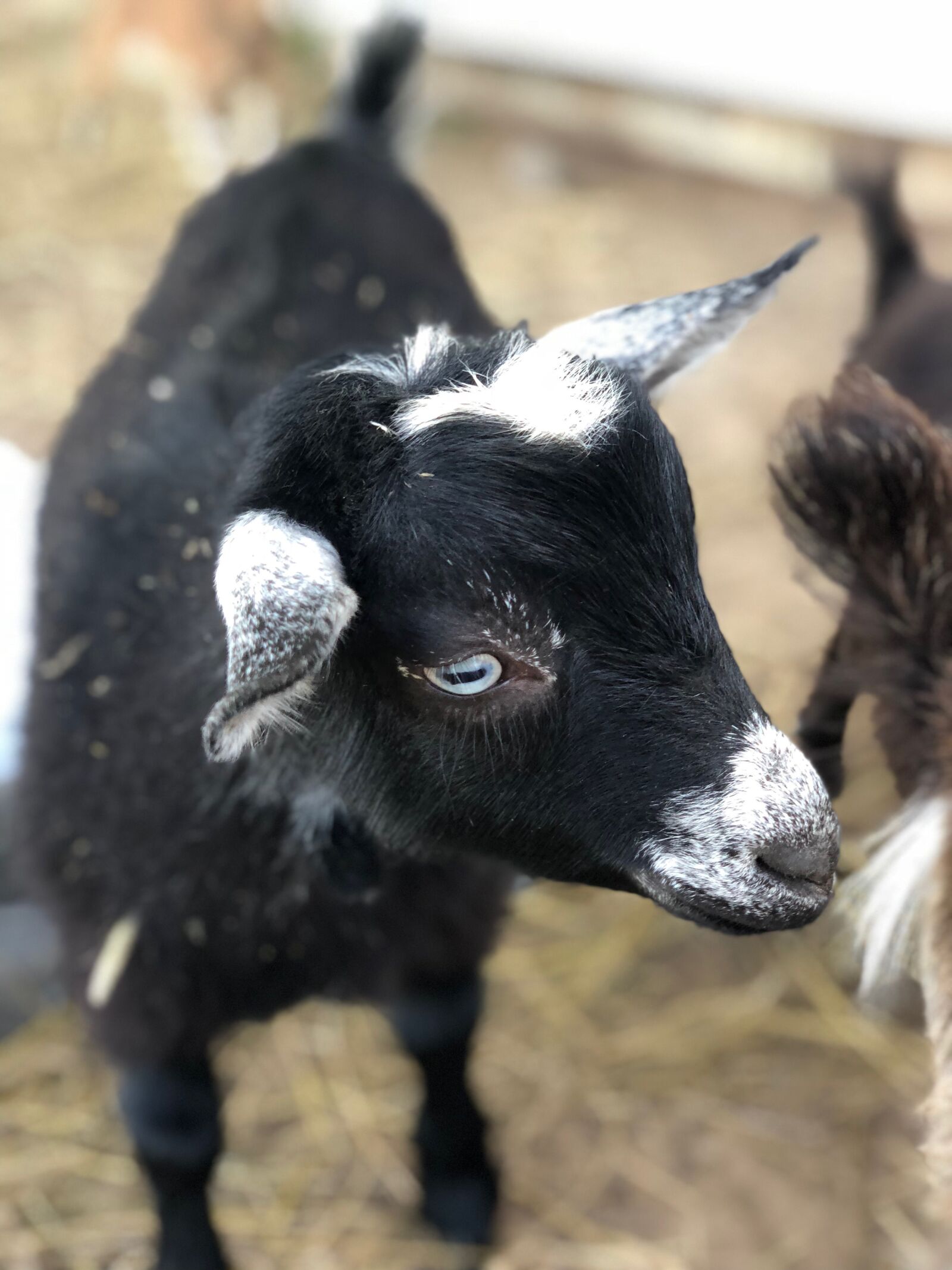 iPhone X back dual camera 6mm f/2.4 sample photo. Goat, kid, buckling photography