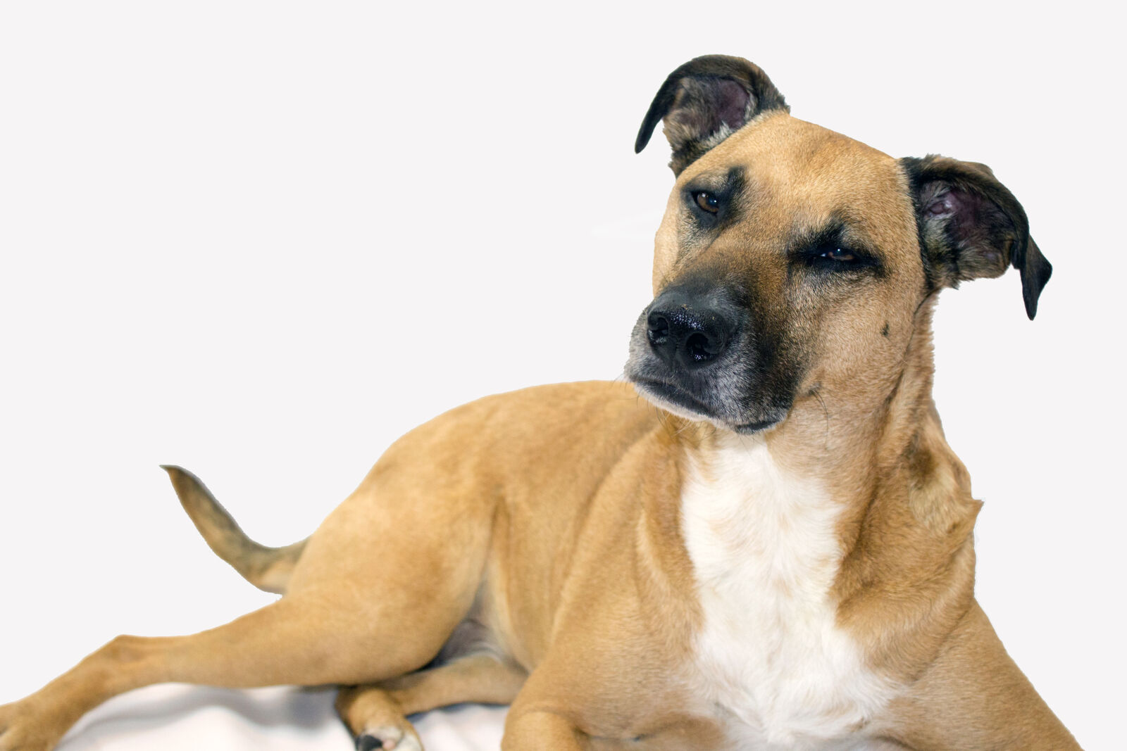 Canon EOS 1200D (EOS Rebel T5 / EOS Kiss X70 / EOS Hi) sample photo. Black, mouth, cur, cute photography