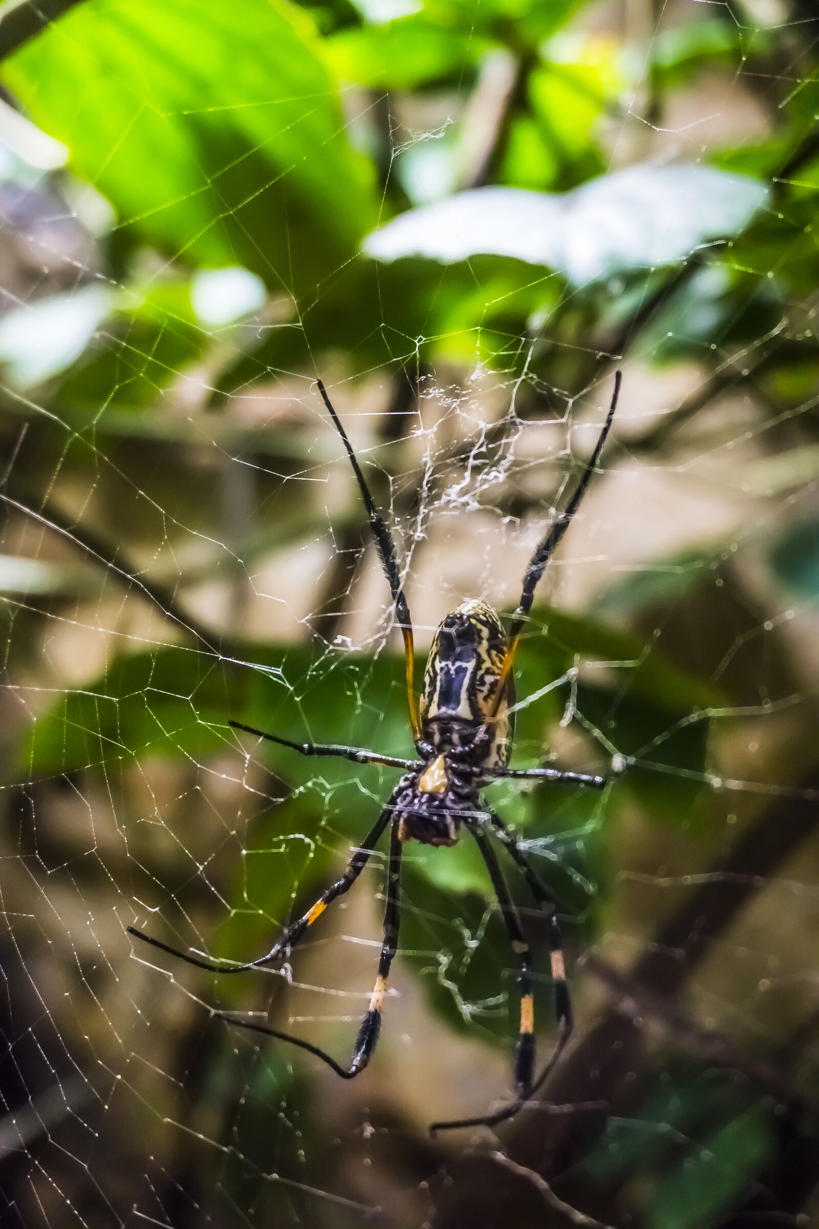 Sony a6000 sample photo. Spider, exotic, web photography