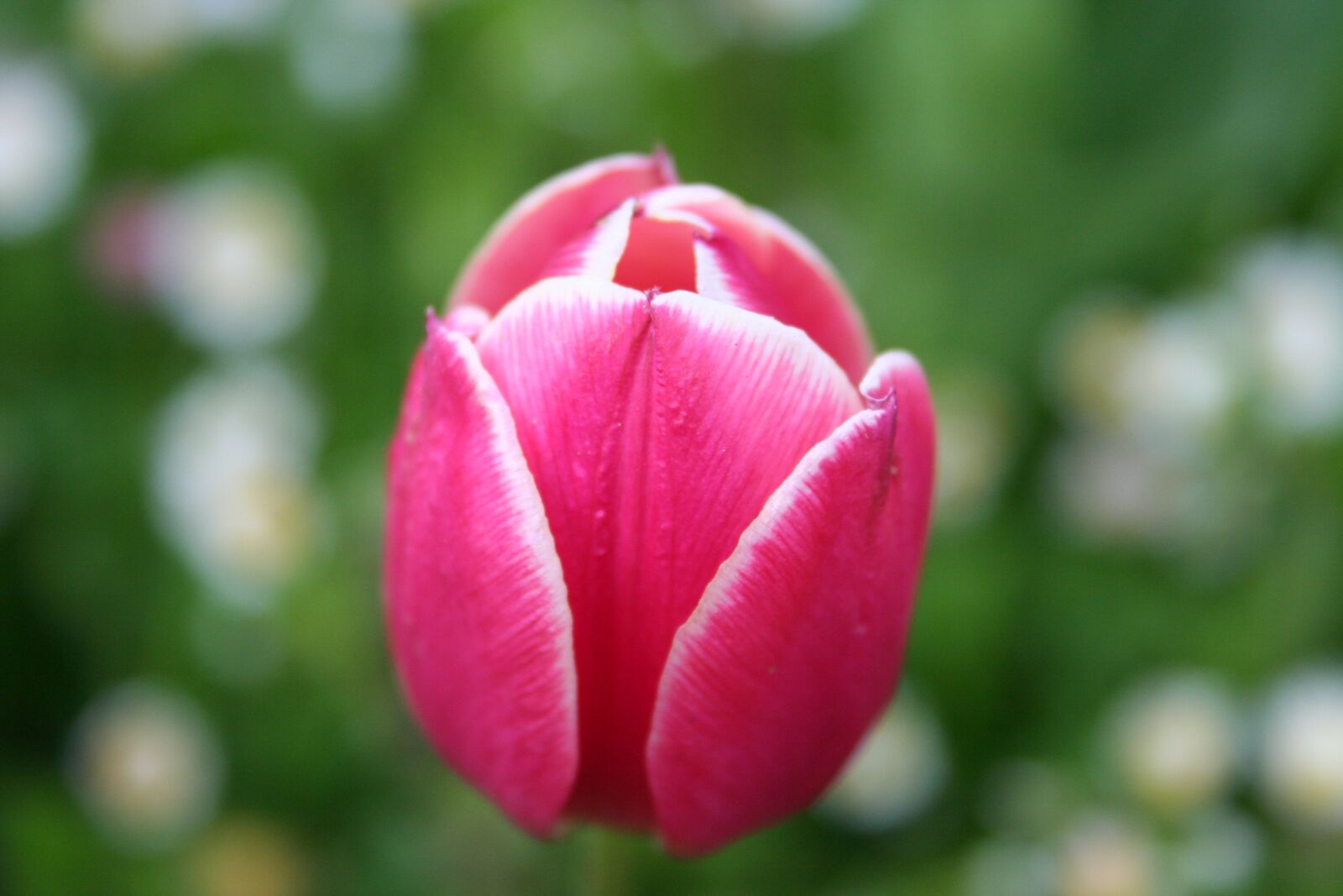 Canon EOS 350D (EOS Digital Rebel XT / EOS Kiss Digital N) sample photo. Nature, flower, plant photography