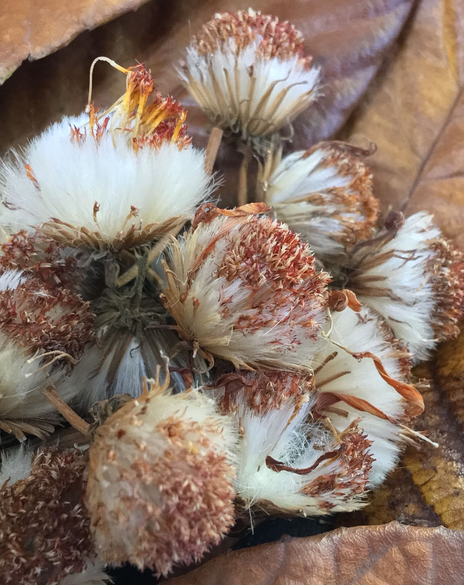 Apple iPhone 6s Plus sample photo. Dried flowers, petals dry photography