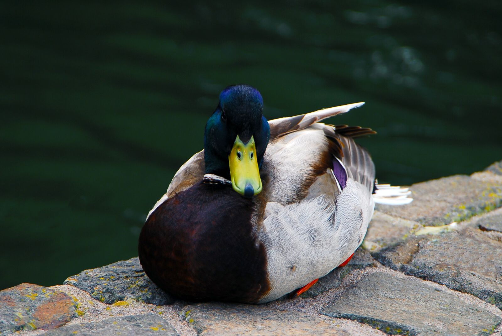 Nikon D200 sample photo. Ducks, pond, wildlife photography