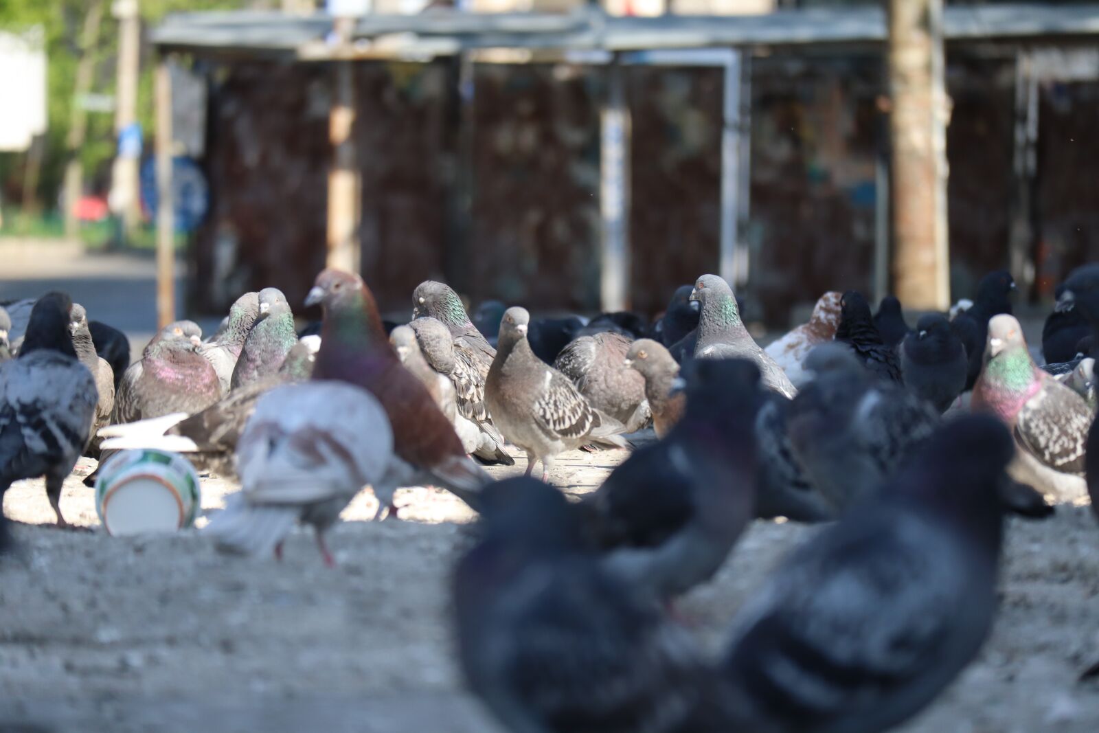 Canon EF-M 55-200mm F4.5-6.3 IS STM sample photo. Birds, outdoors, pigeons photography
