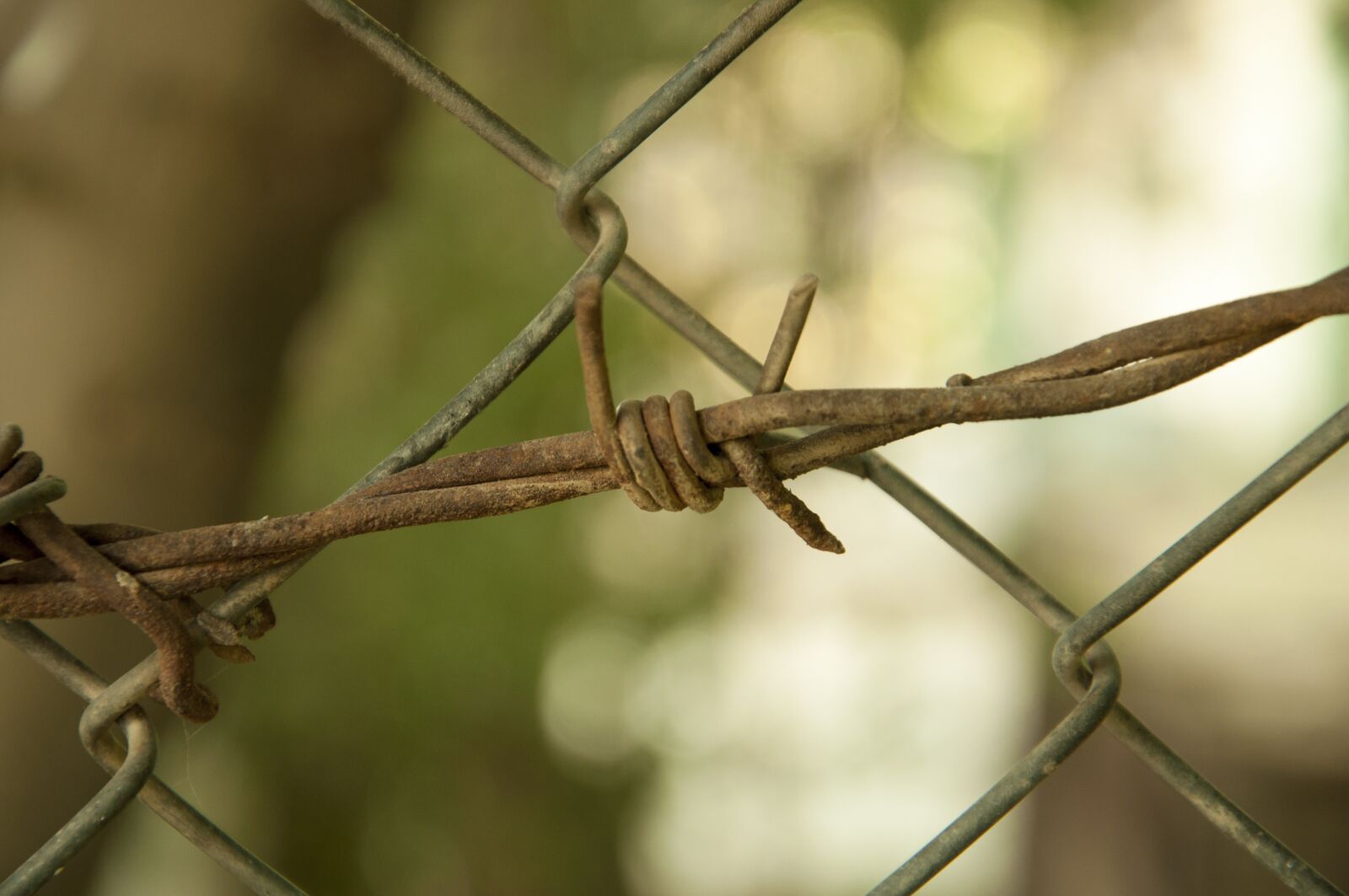 Nikon D90 sample photo. Outdoors, nature, barbed wire photography