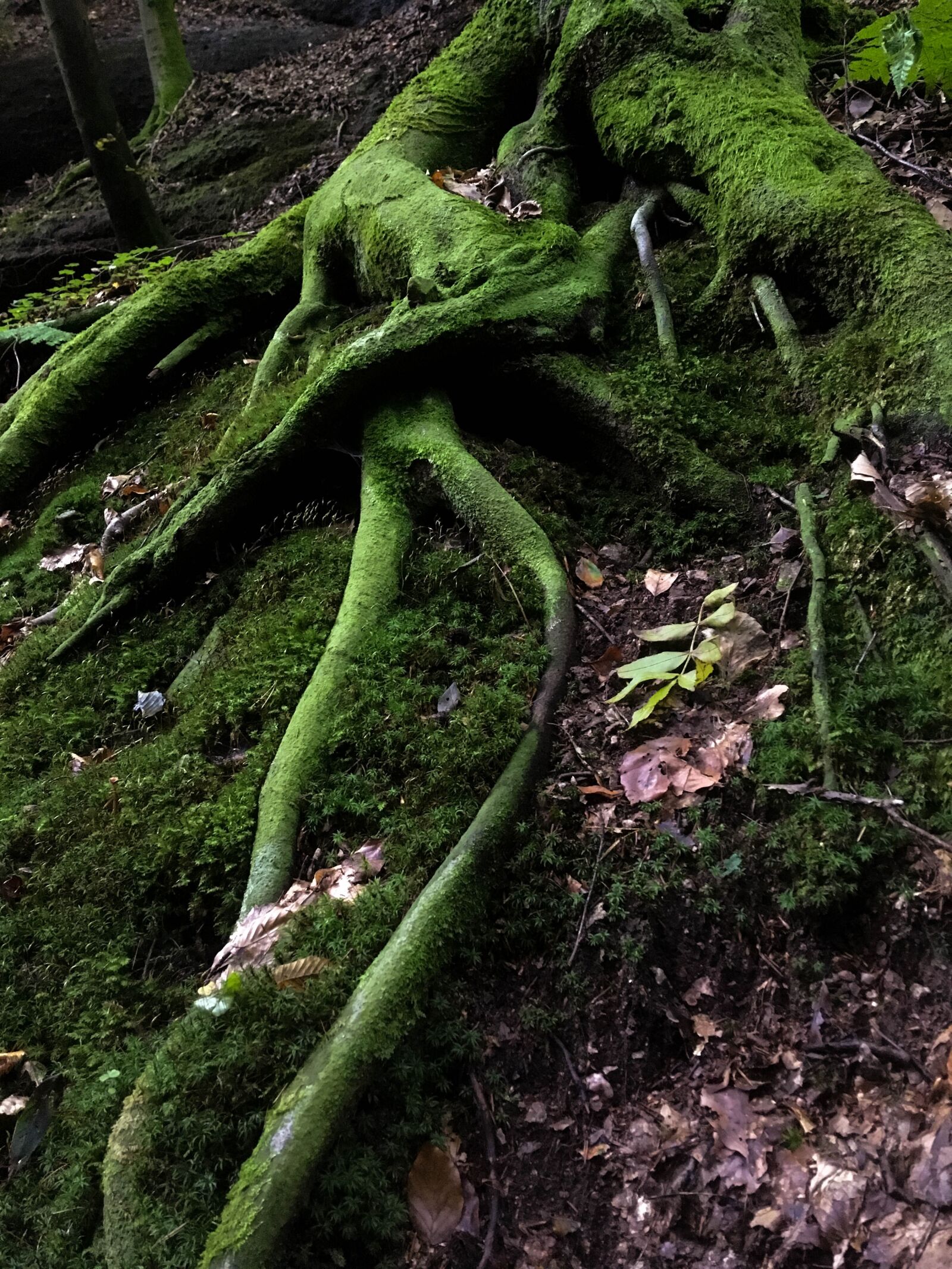 iPhone SE back camera 4.15mm f/2.2 sample photo. Root, forest, tree root photography