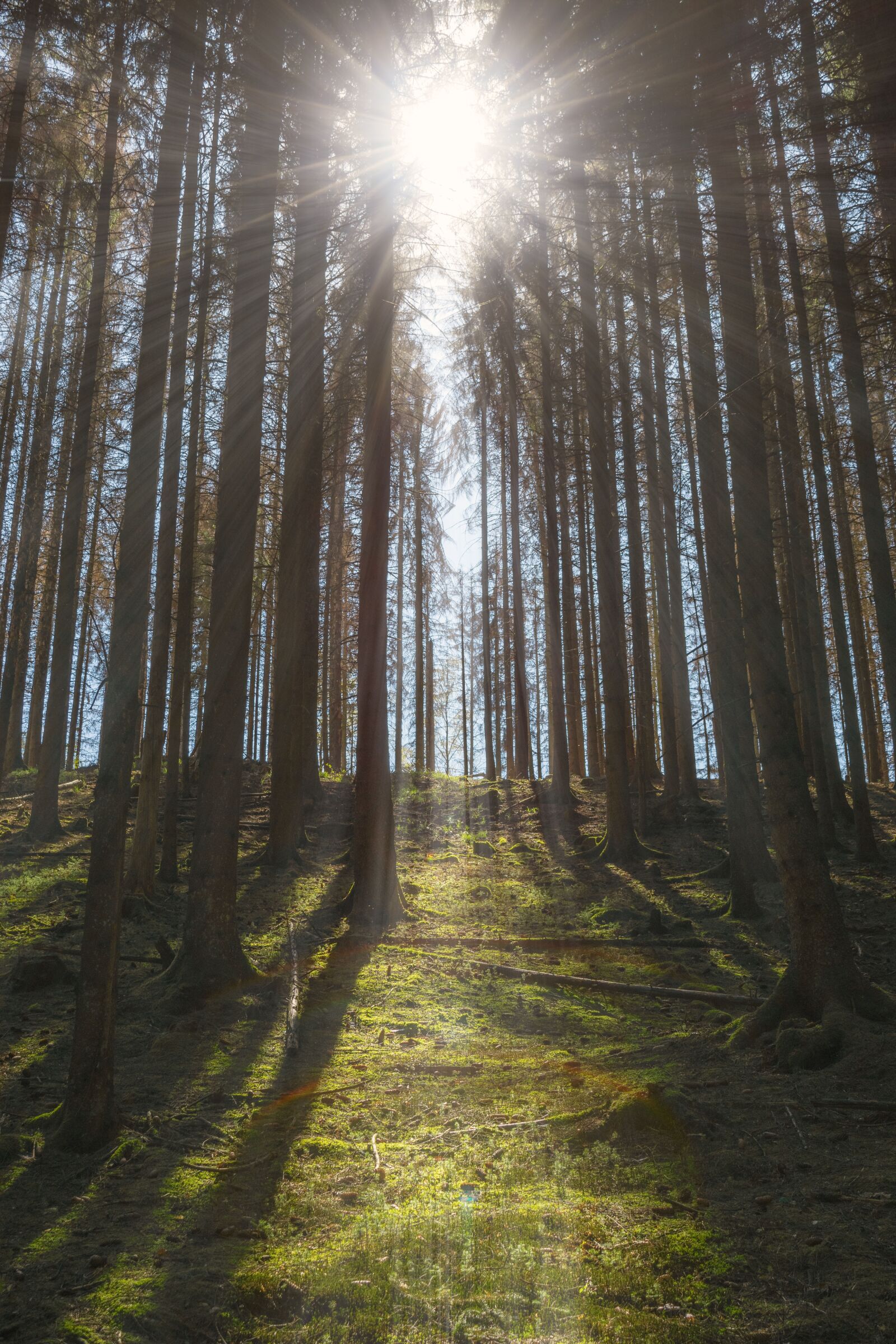 Nikon D3300 sample photo. Forest, trees, nature photography