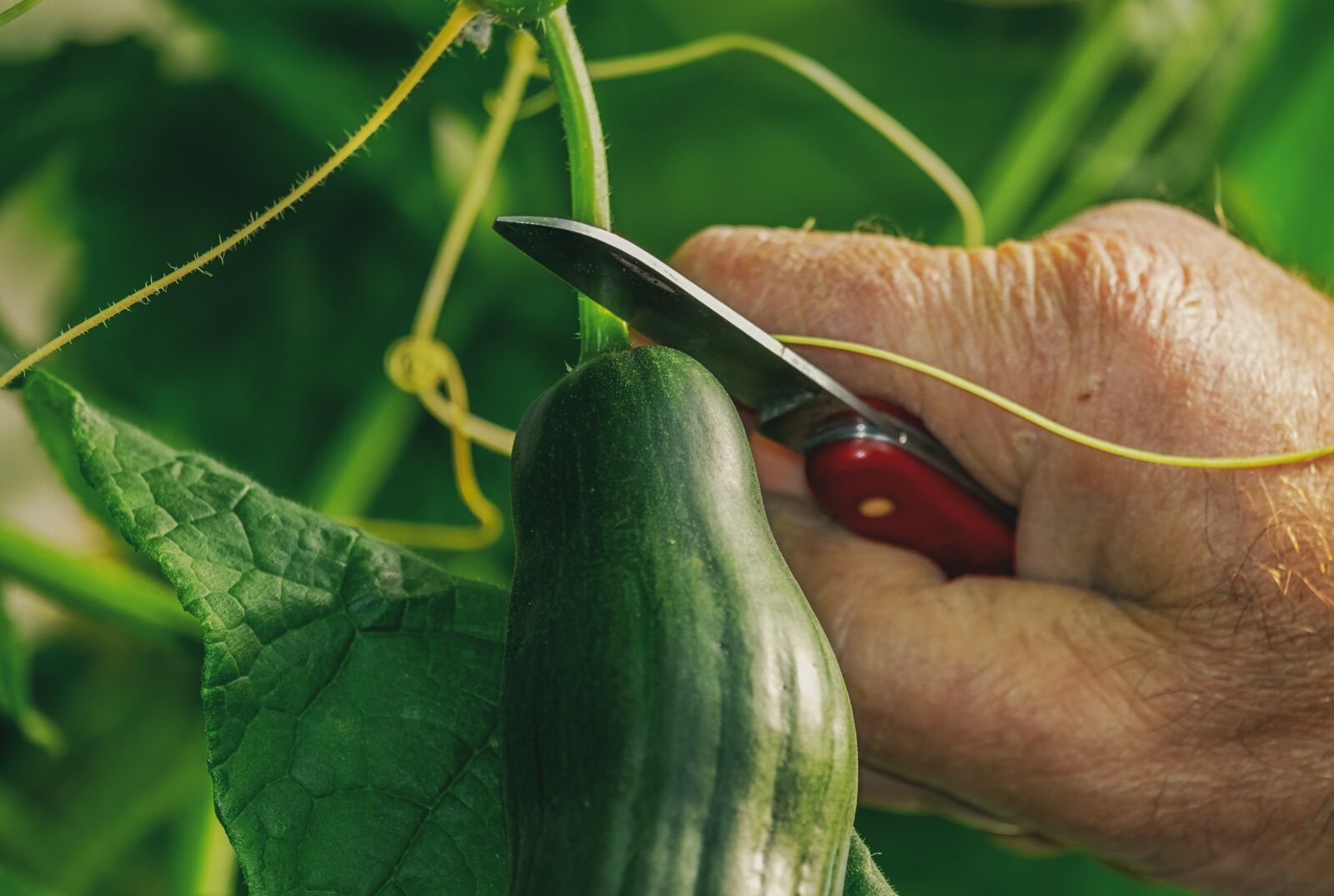Fujifilm XF 55-200mm F3.5-4.8 R LM OIS sample photo. Cucumber, harvest, food photography