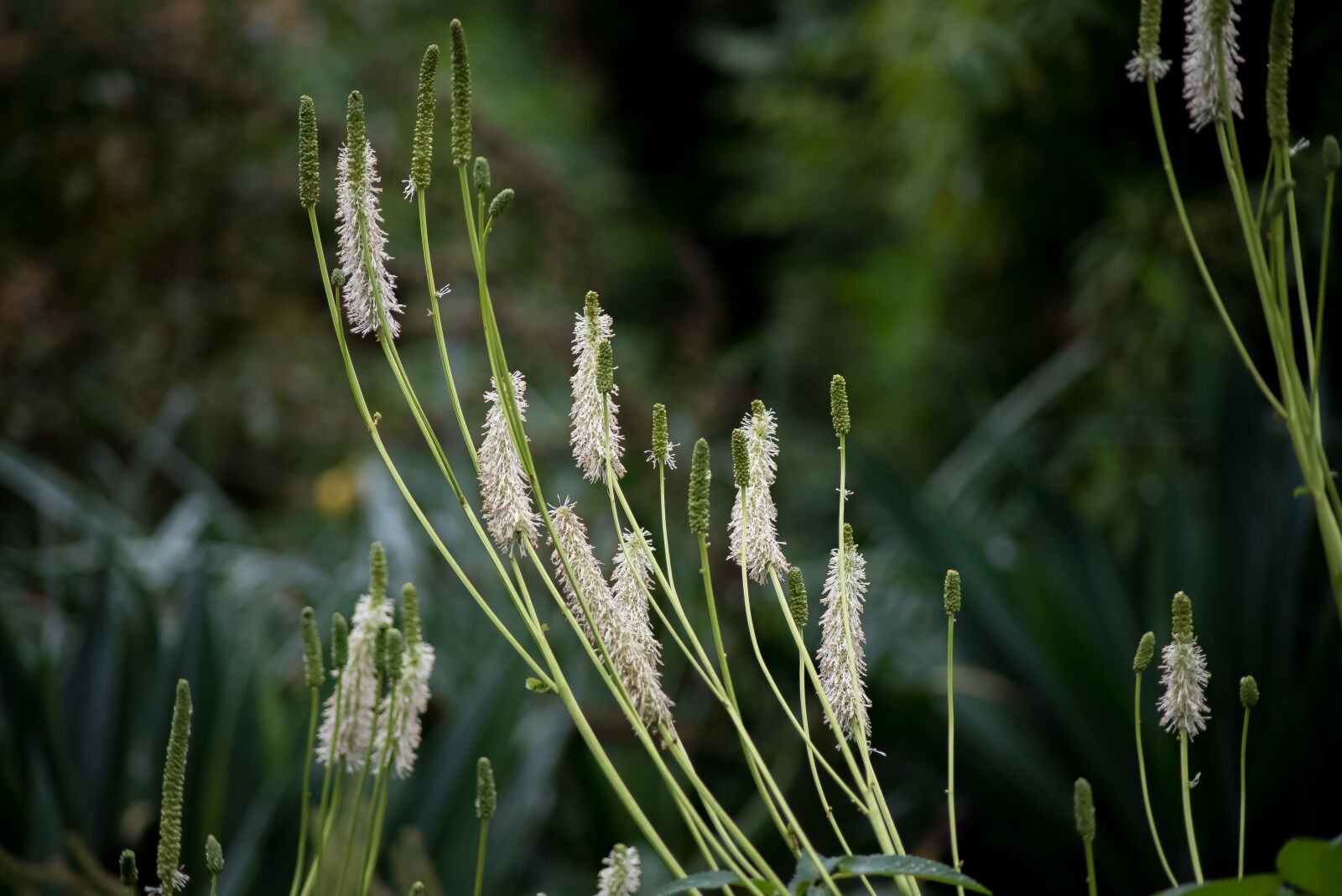 Nikon D750 sample photo. Plants, flower, garden photography