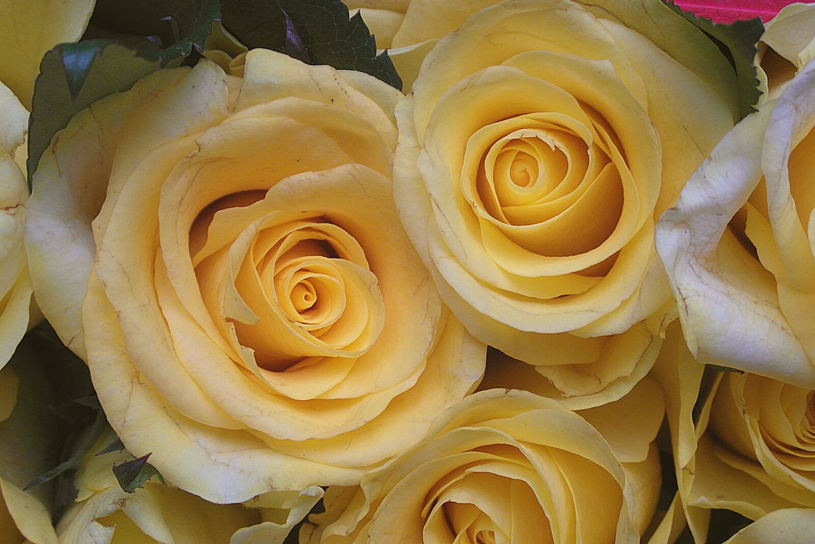 Samsung WB750 sample photo. Roses, flowers, yellow photography