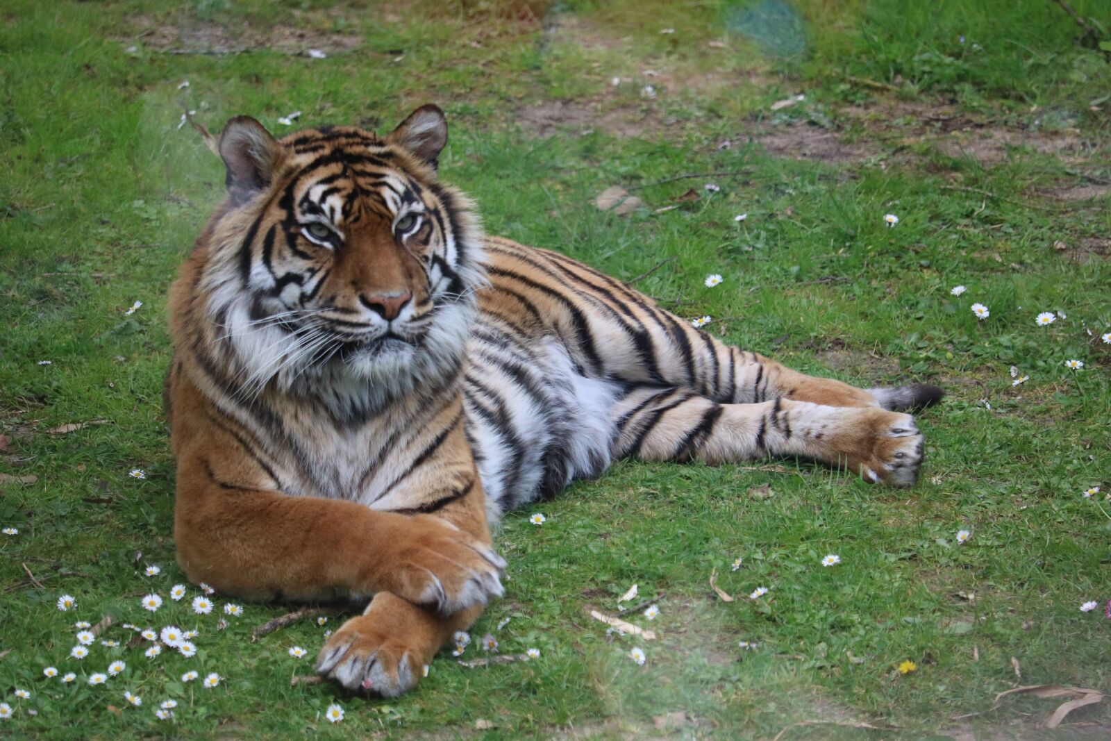 Canon EF-S 55-250mm F4-5.6 IS STM sample photo. Tiger, zoo, predator photography
