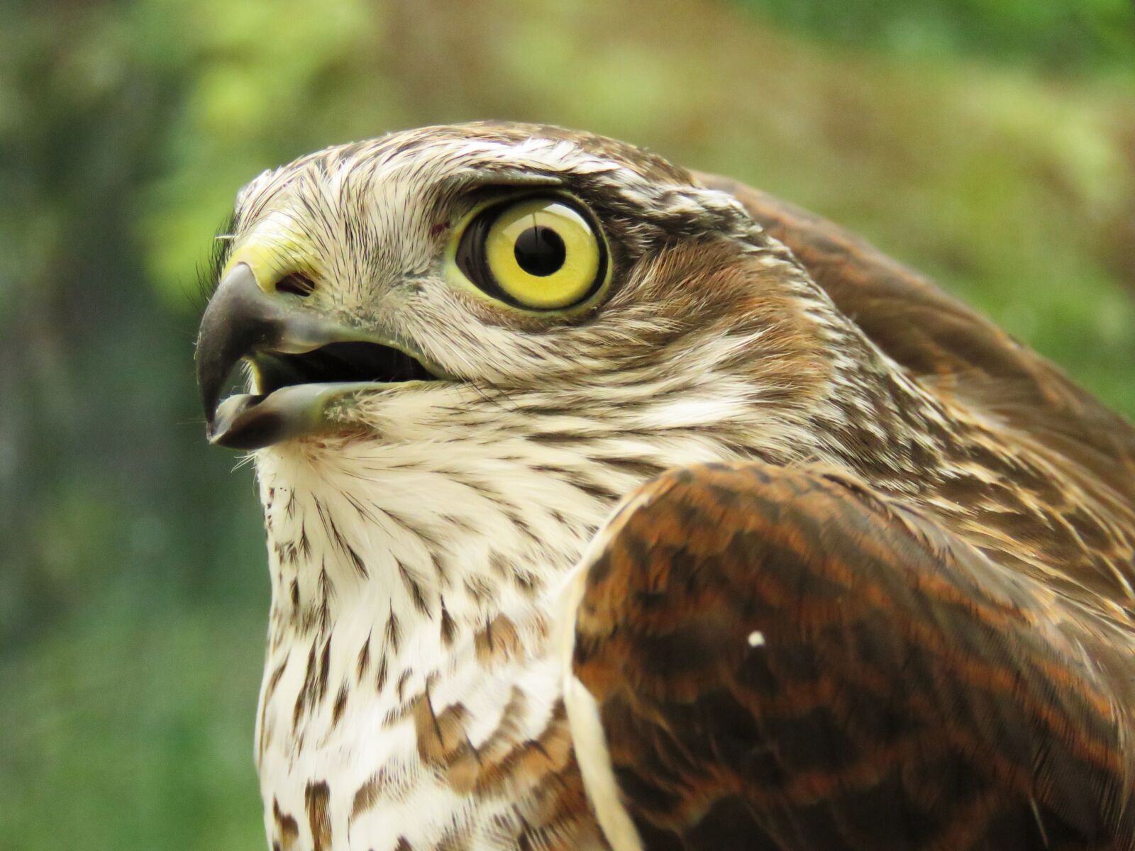 Canon PowerShot SX60 HS sample photo. Sperber, bird of prey photography