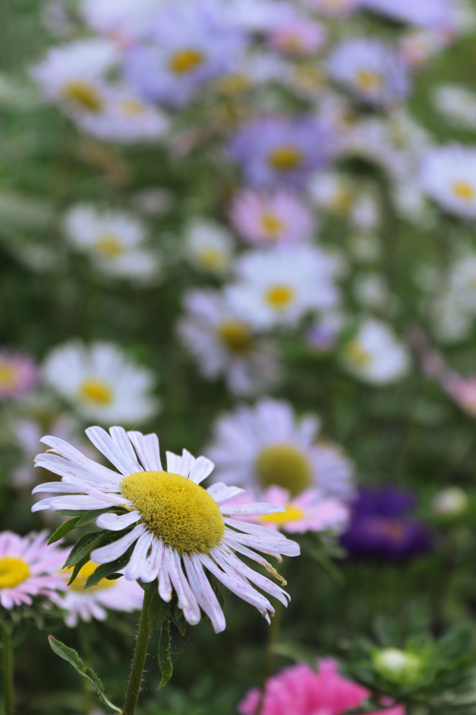 Canon EOS 650D (EOS Rebel T4i / EOS Kiss X6i) sample photo. Asters, flowers, astra photography