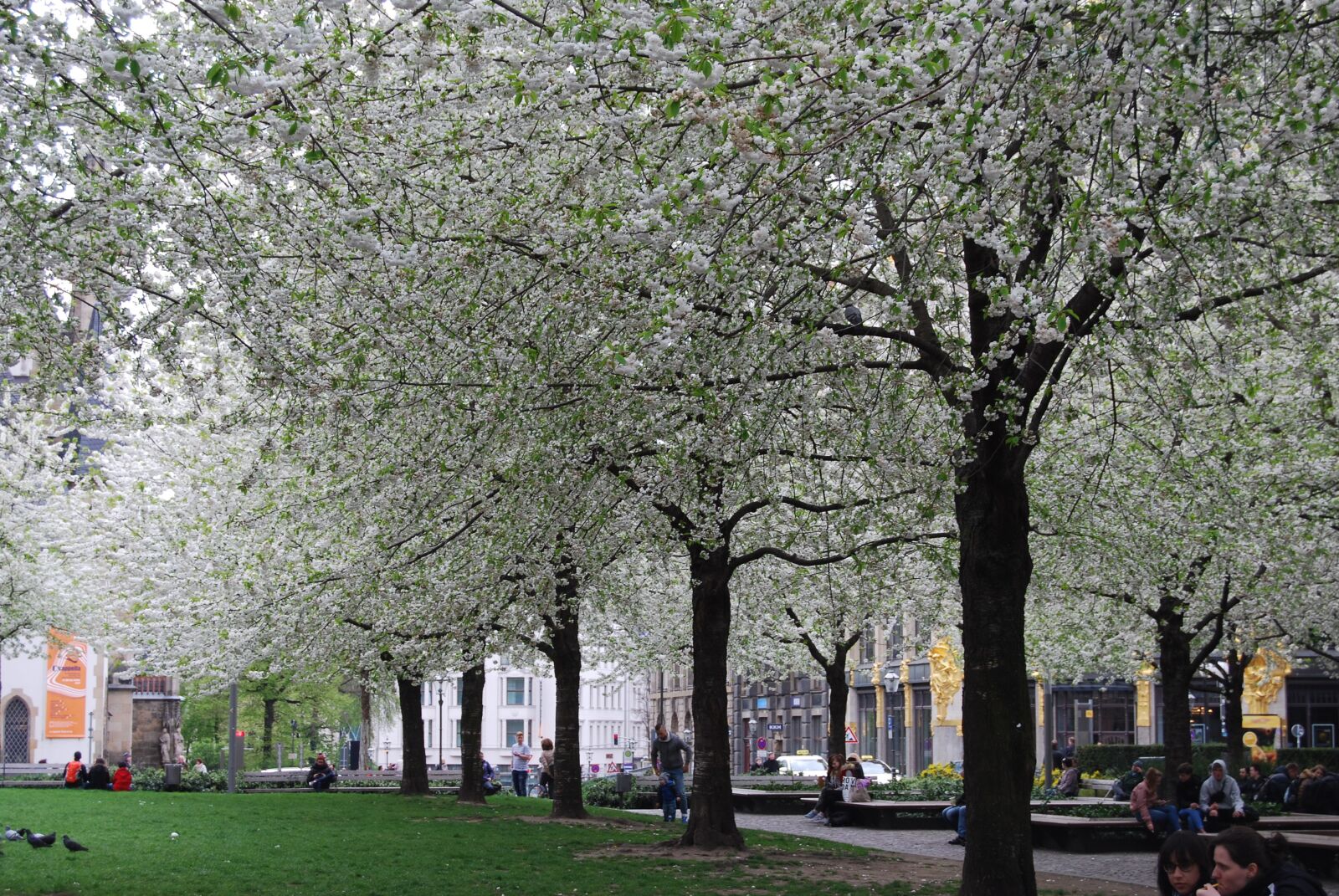 Nikon D40X sample photo. Leipzig, avenue, blossom photography