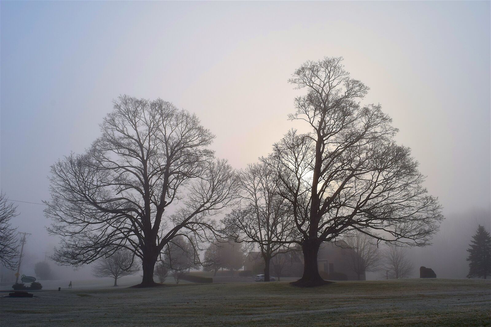 Nikon D3300 sample photo. Fog, trees, sun photography