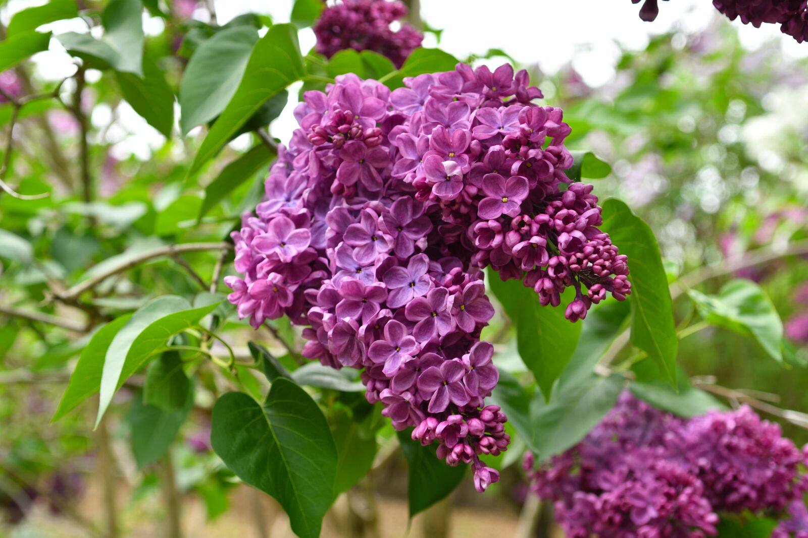 Nikon D500 sample photo. Without, nature, bush photography