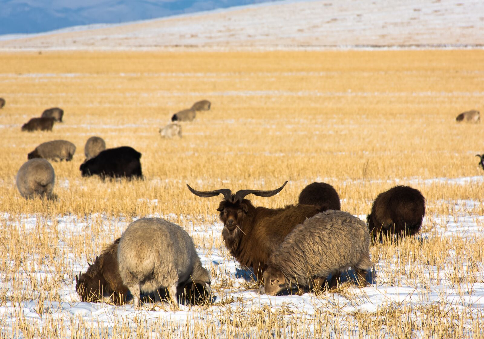 Nikon D7100 sample photo. Goat, sheep, shepherd photography