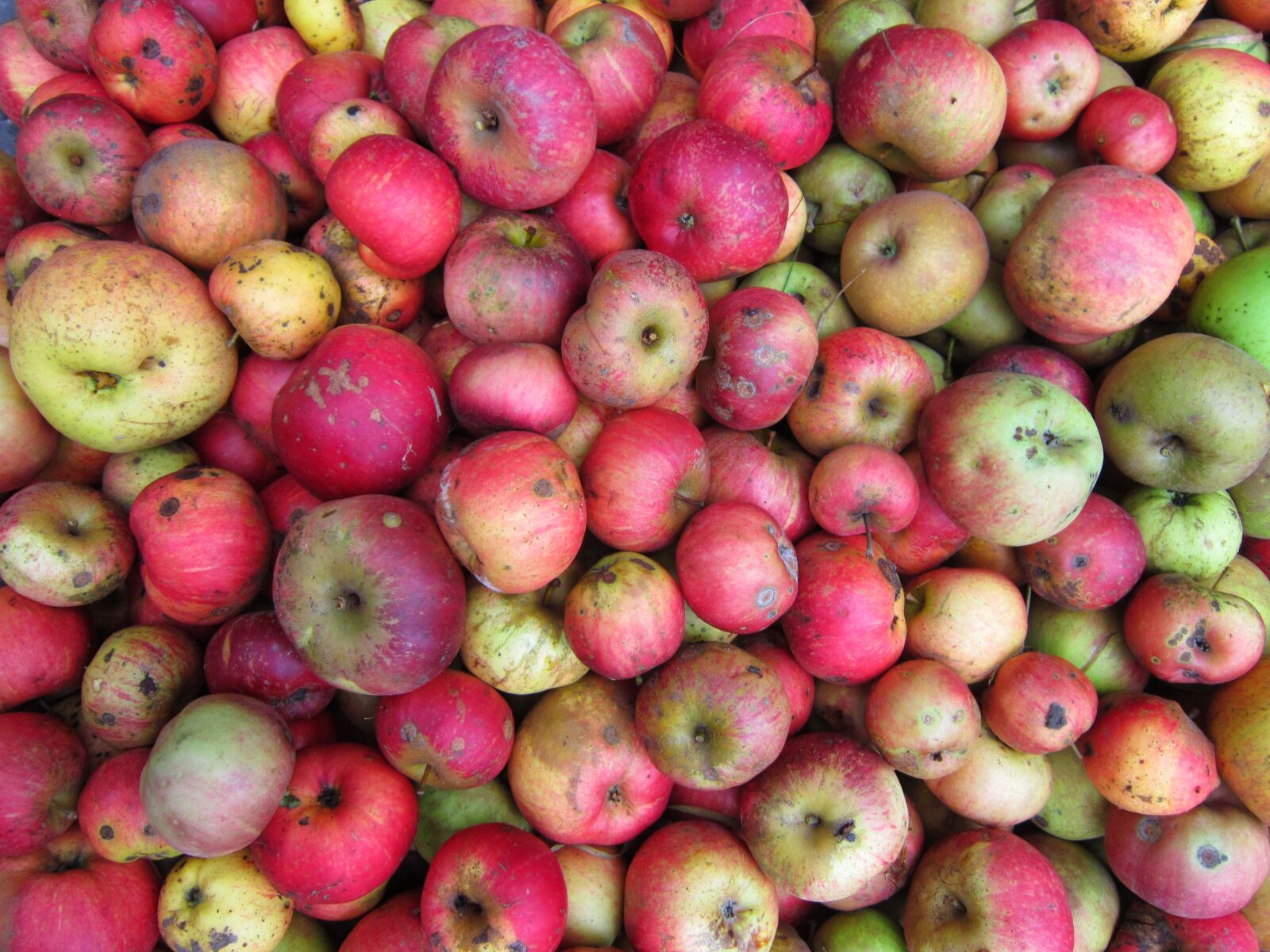 Canon PowerShot A3300 IS sample photo. Apples, fruits, green, apple photography