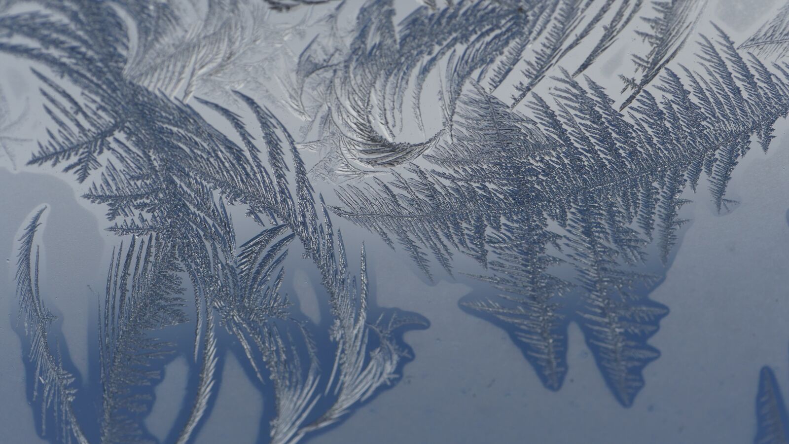 Panasonic Lumix DMC-GH4 sample photo. Cold, frost, winter photography
