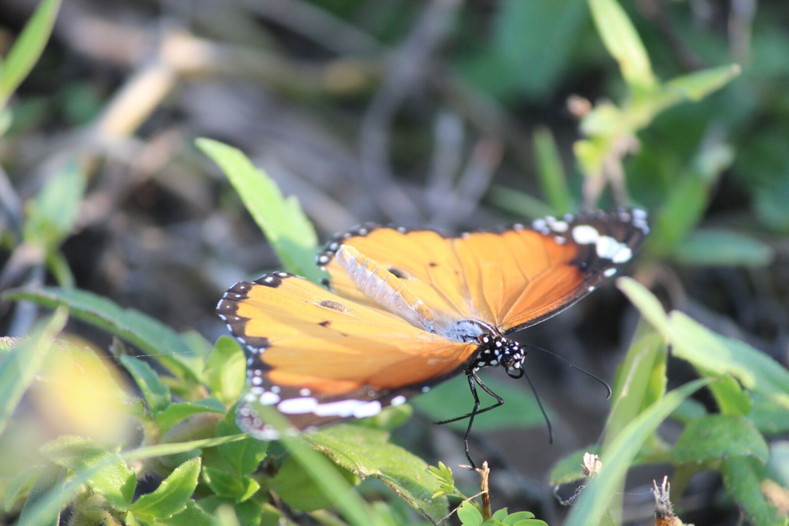 Canon EF-S 55-250mm F4-5.6 IS II sample photo. Butterfly, grass, orange photography