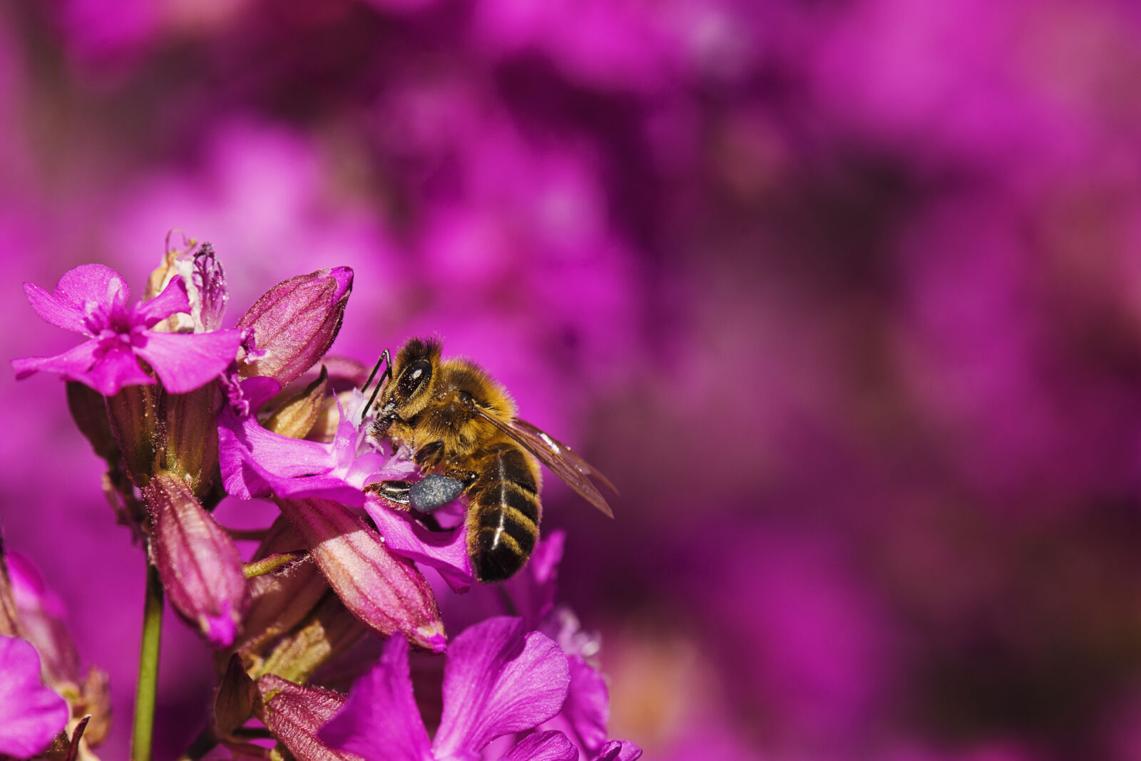 Nikon AF-S Micro-Nikkor 105mm F2.8G IF-ED VR sample photo. Beautiful, flowers, bee, bloom photography