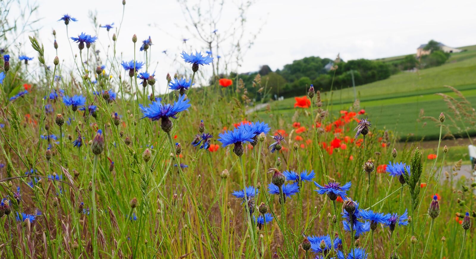 Olympus OM-D E-M10 II sample photo. Landscape, nature, meadow flowers photography