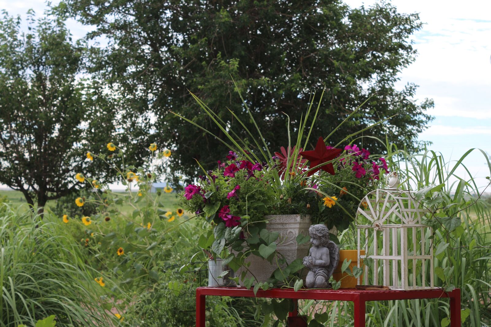 Canon EOS 650D (EOS Rebel T4i / EOS Kiss X6i) sample photo. Nature, summer, flower pot photography