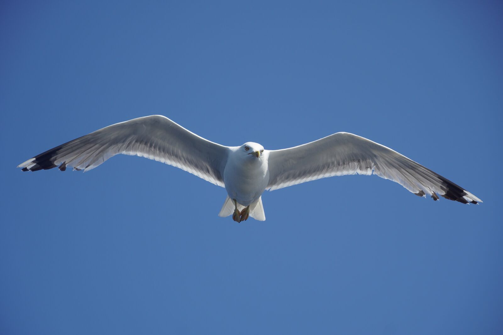 Sony a6400 sample photo. Seagull, sea, bird photography