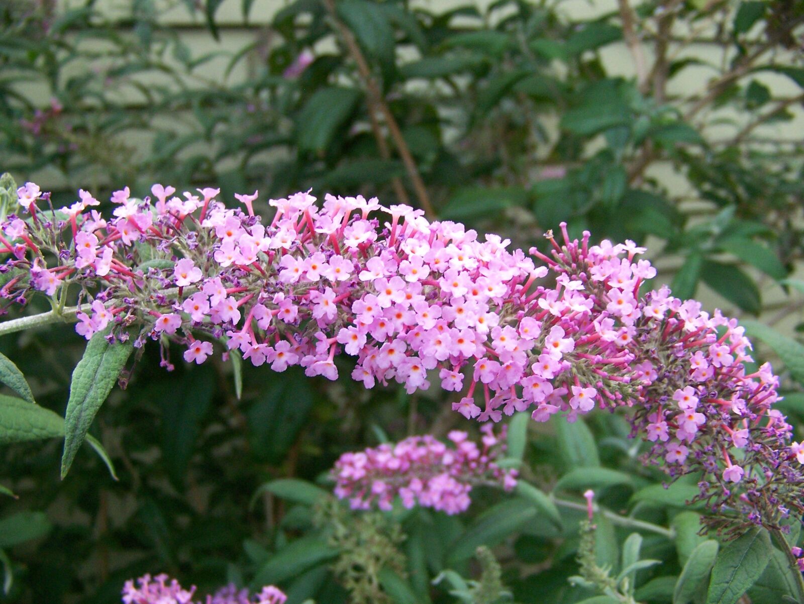 Kodak Z612 ZOOM DIGITAL CAMERA sample photo. Butterfly bush, bloom, garden photography