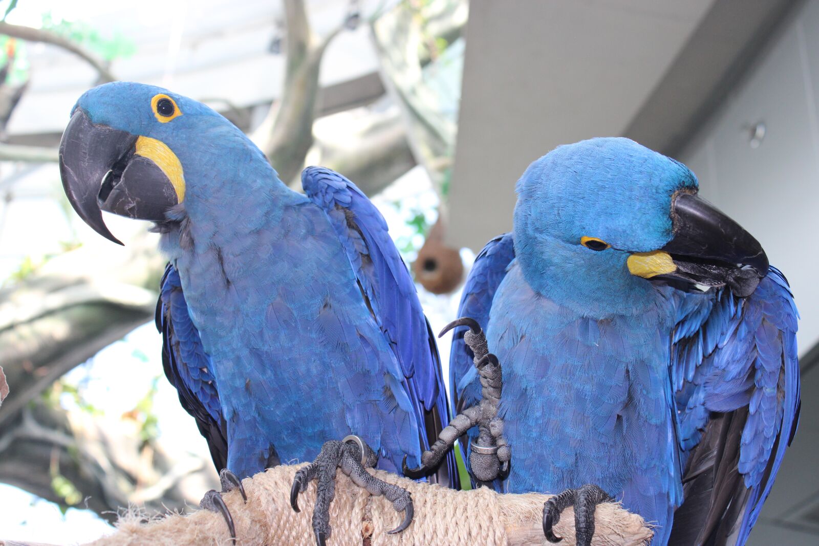 Canon EOS 2000D (EOS Rebel T7 / EOS Kiss X90 / EOS 1500D) sample photo. Parrot, ave, animals photography