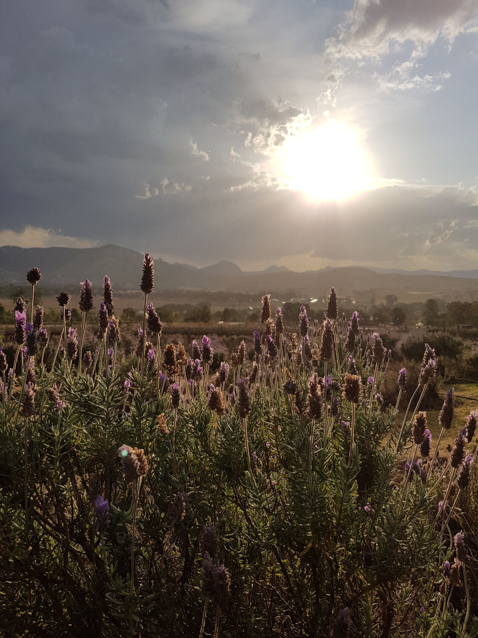 Samsung Galaxy S7 Edge sample photo. Lavender, farm, kooroomba photography
