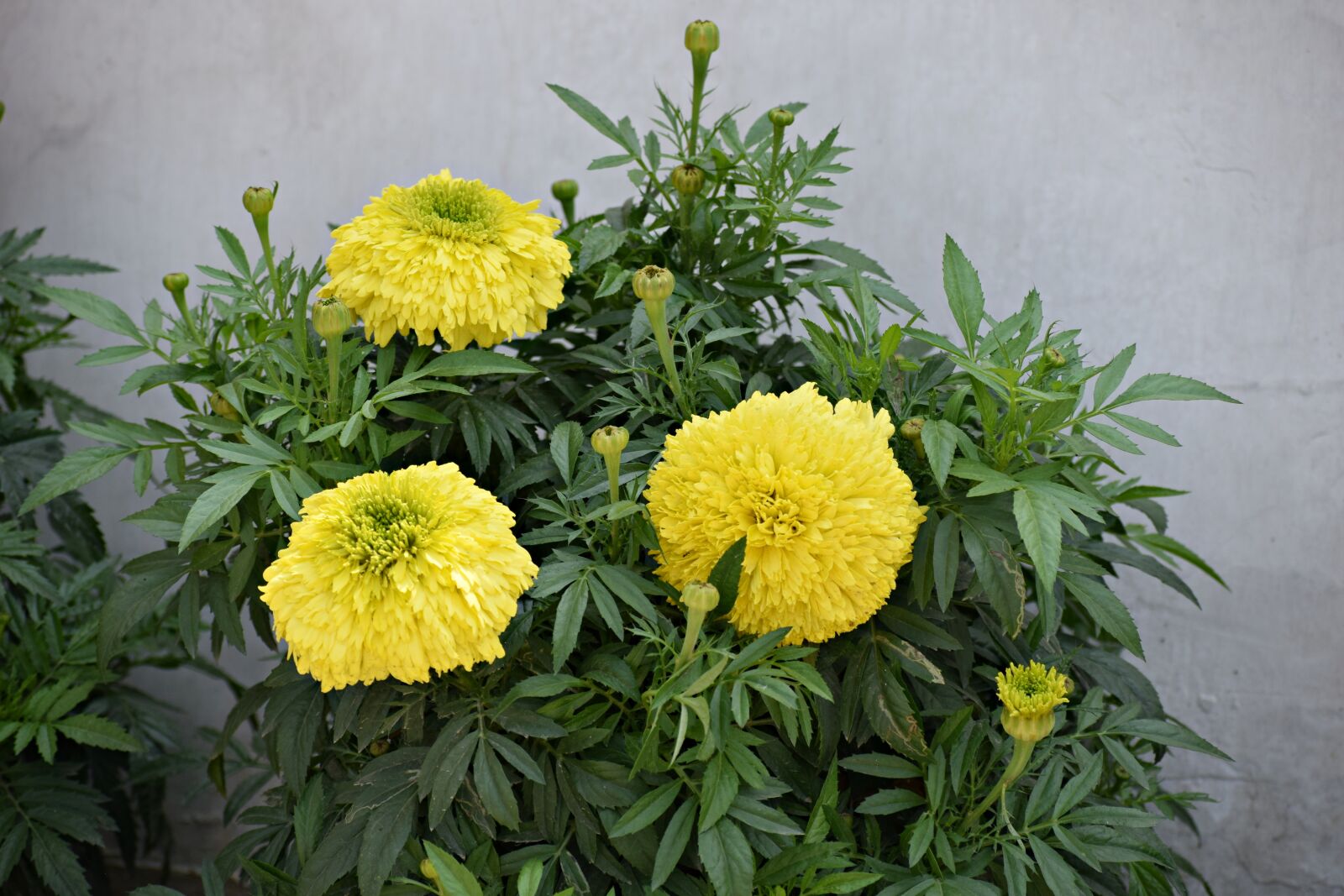 Nikon D3300 sample photo. Marigold, flowers, garden photography