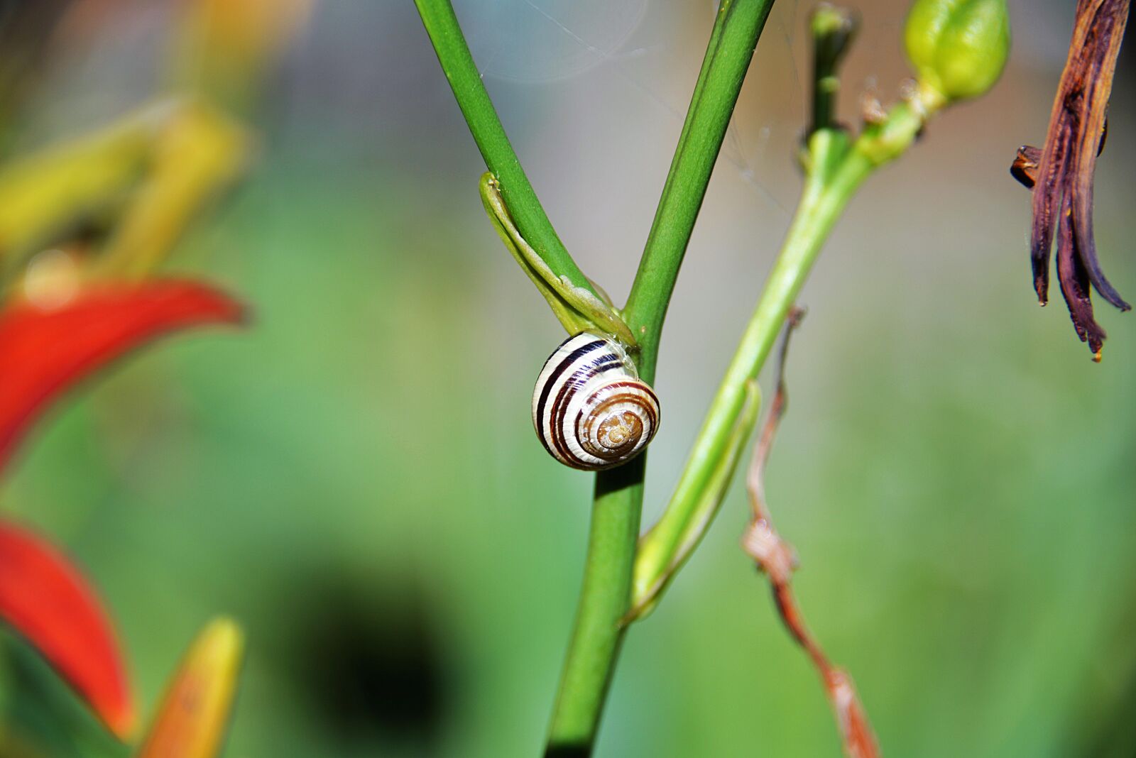 Nikon D610 sample photo. Snail, shell, halm photography