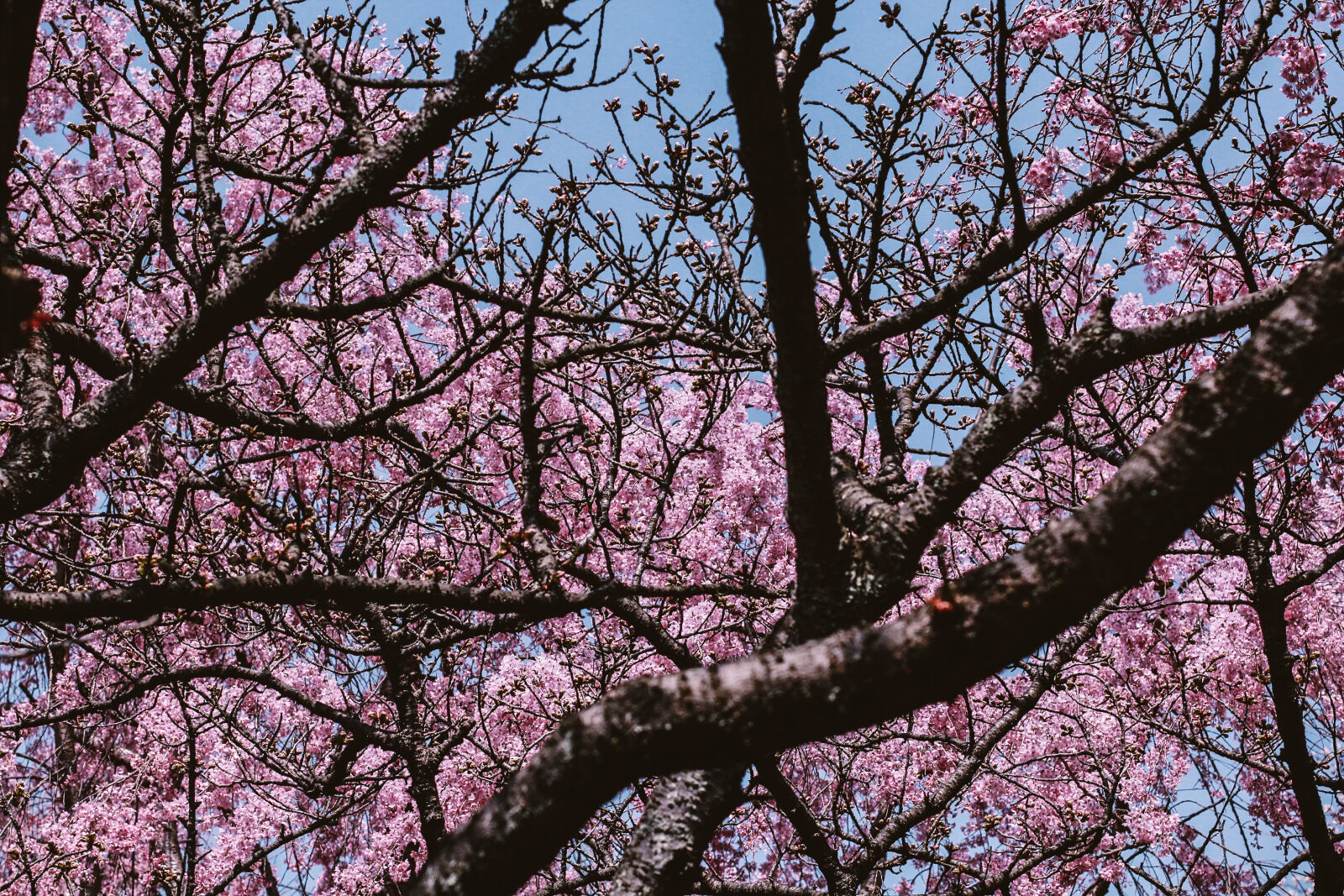 Canon EOS 600D (Rebel EOS T3i / EOS Kiss X5) + Canon EF 50mm F1.4 USM sample photo. Beautiful, flowers, cherry, blossom photography